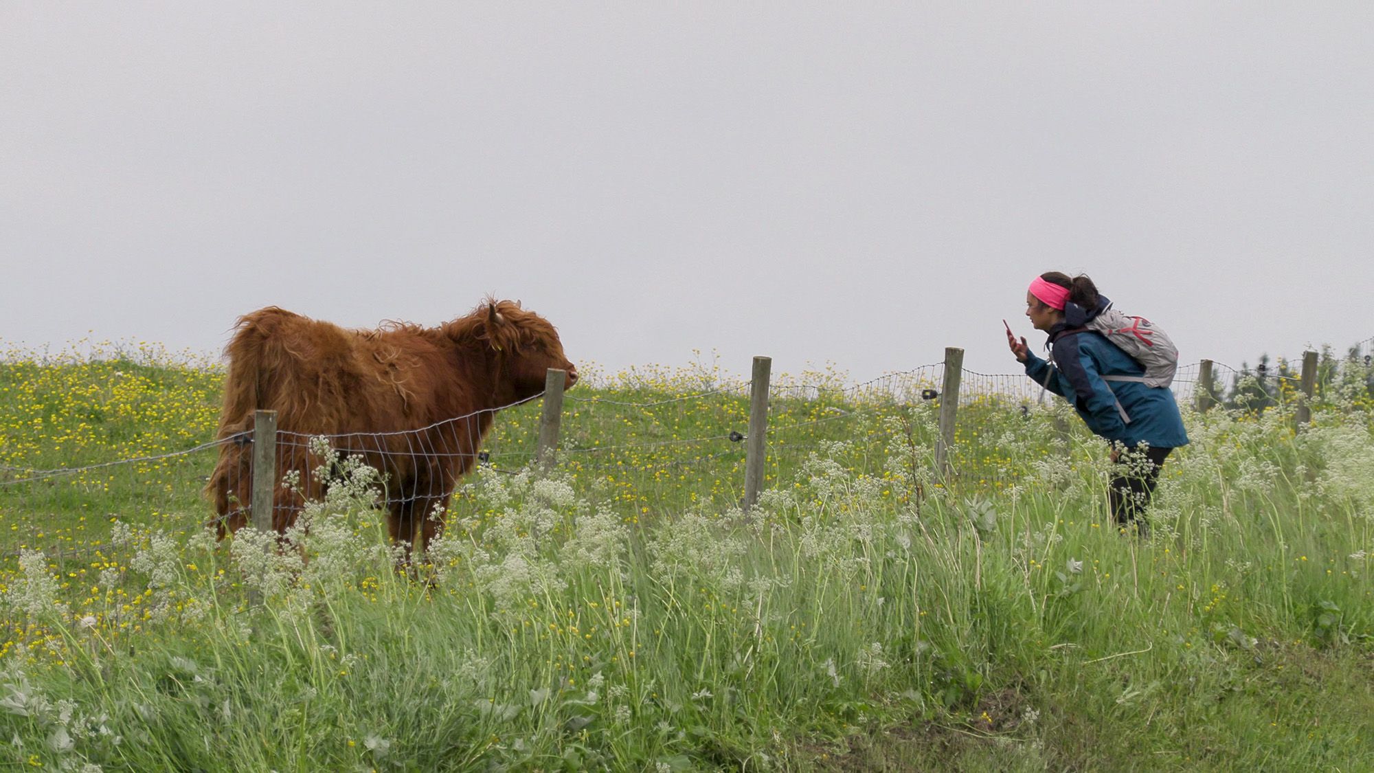 Hilse på beitedyr - Damer på tur