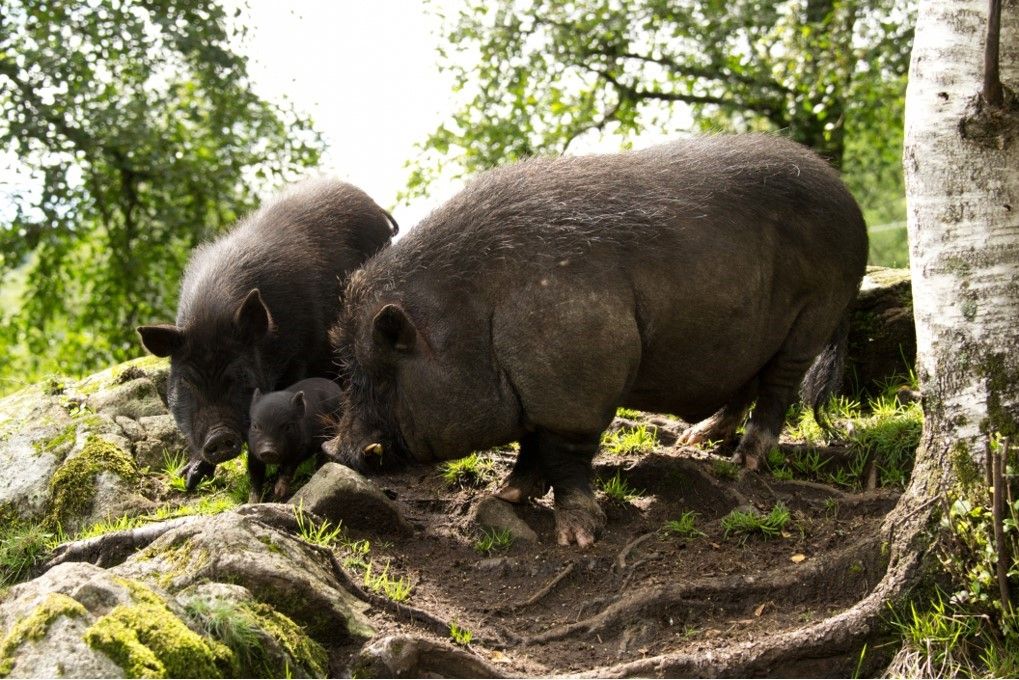 The pigs at Bakkaåno Camping & Gjestegard