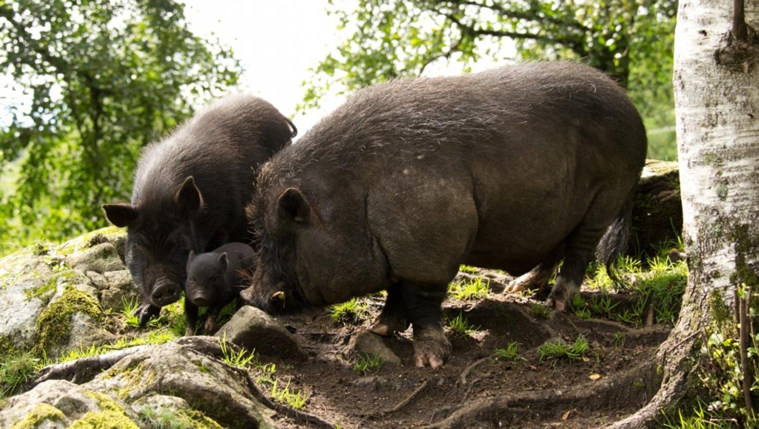 The pigs at Bakkaåno Camping & Gjestegard