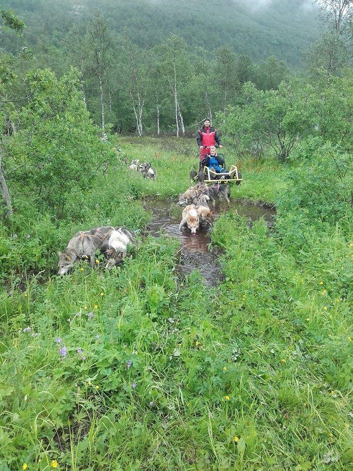 Driving the sled over grass during autumn