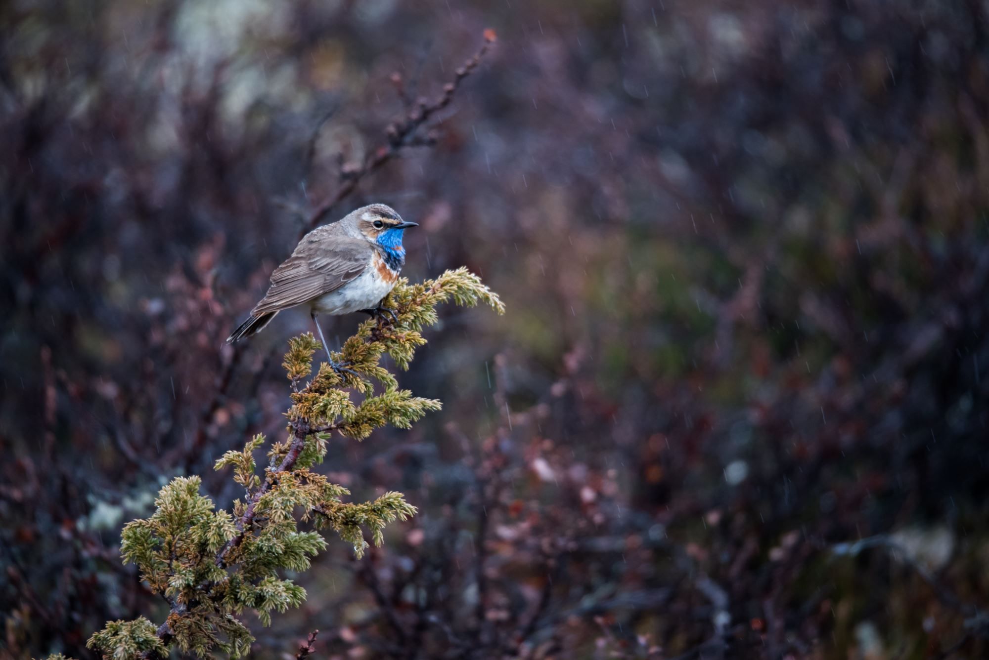 Bird watching with guide