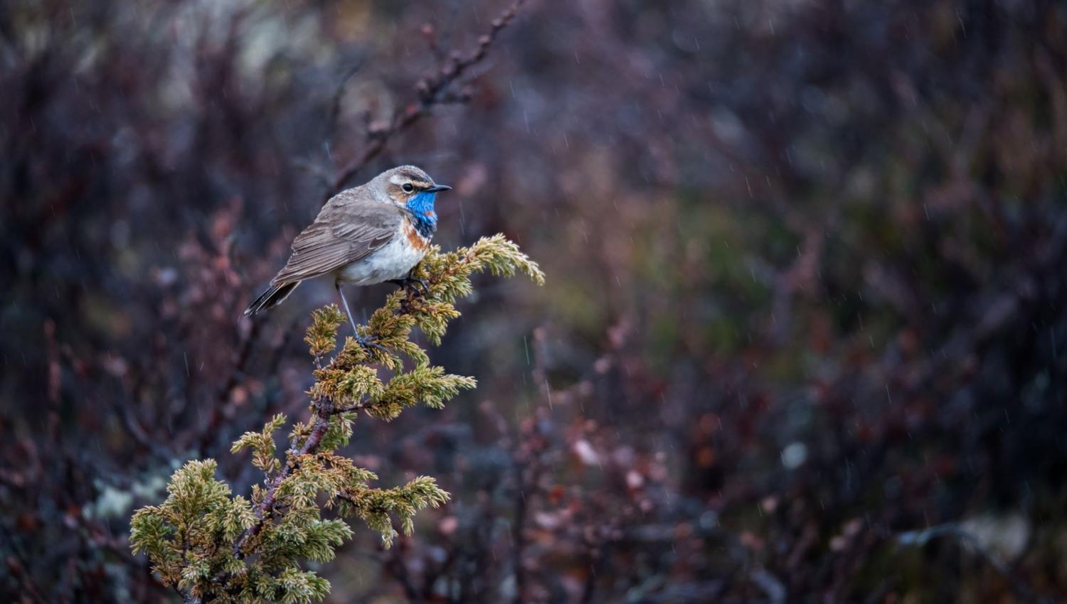 Bird watching with guide