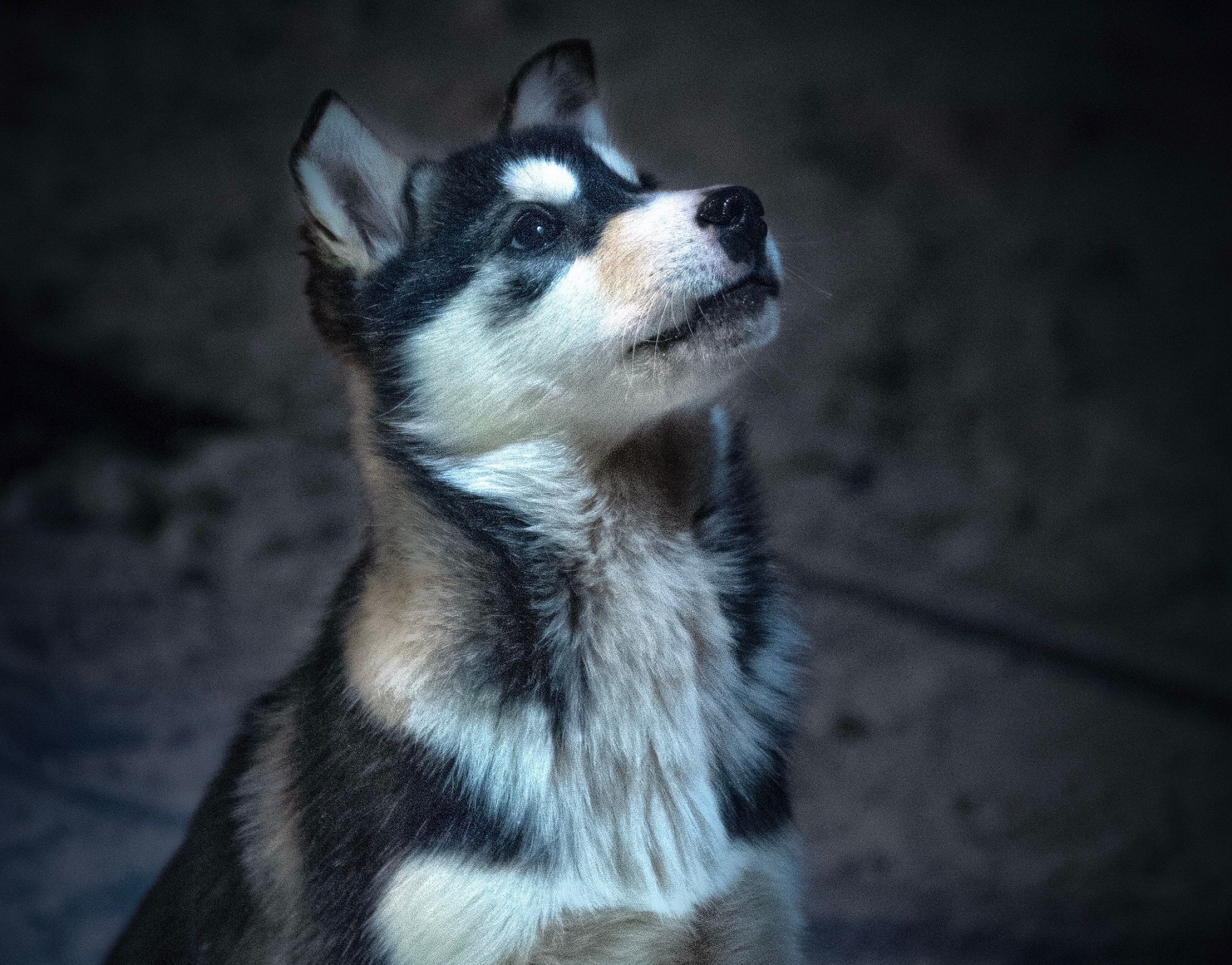 A husky puppy