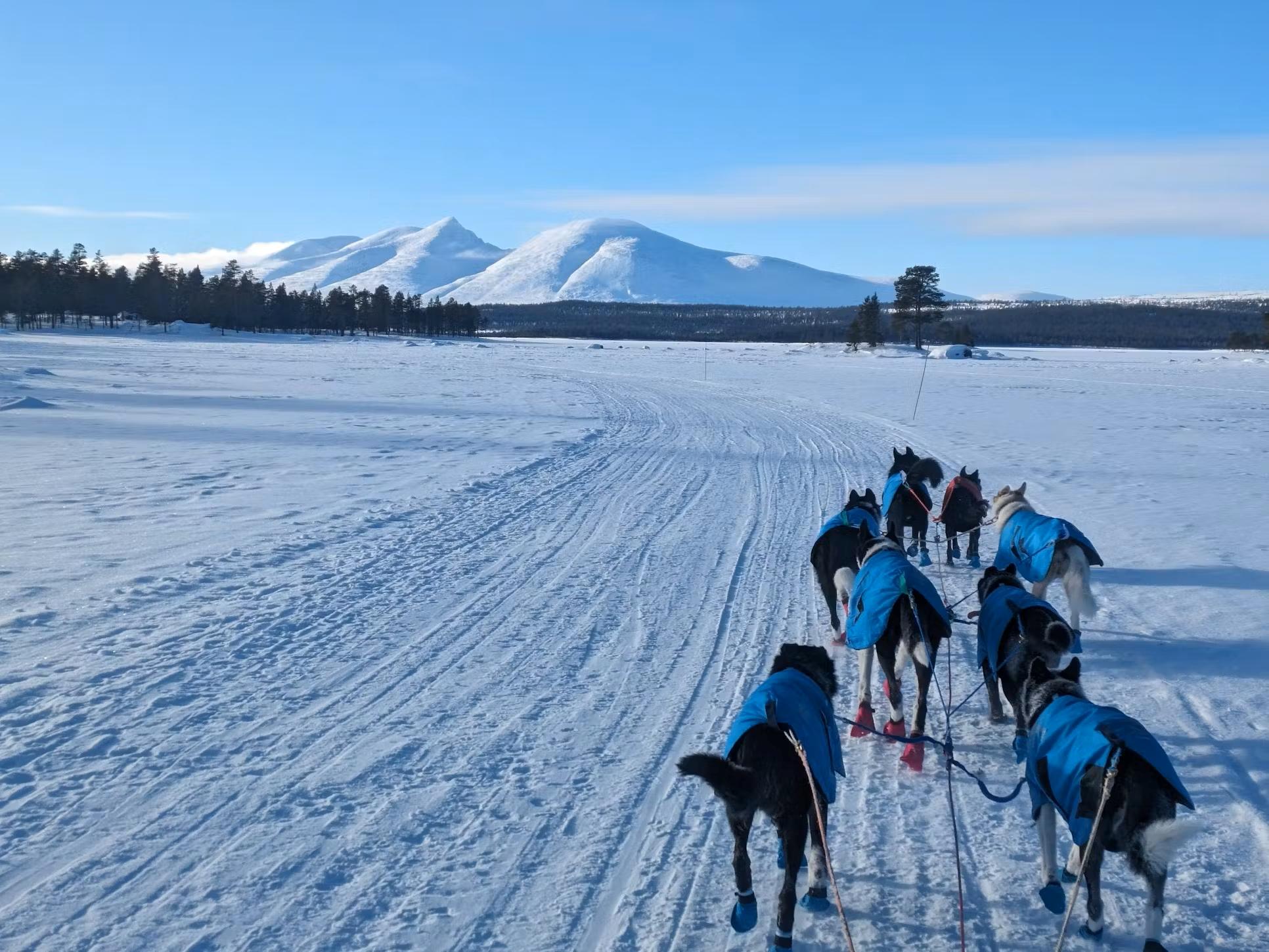 Dogsledding Adventure in Tylldalen – One hour Guided Ride