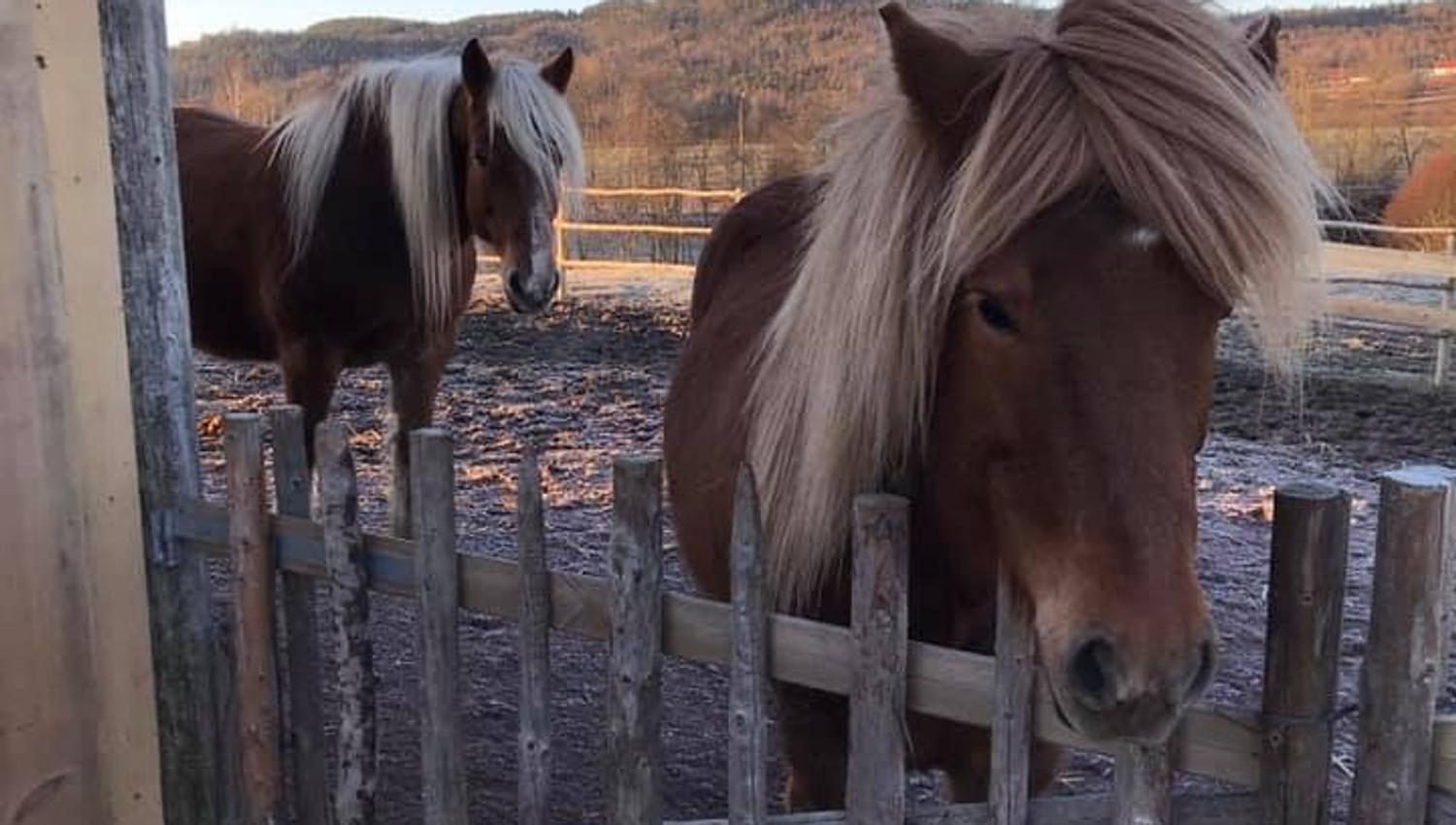 Horses