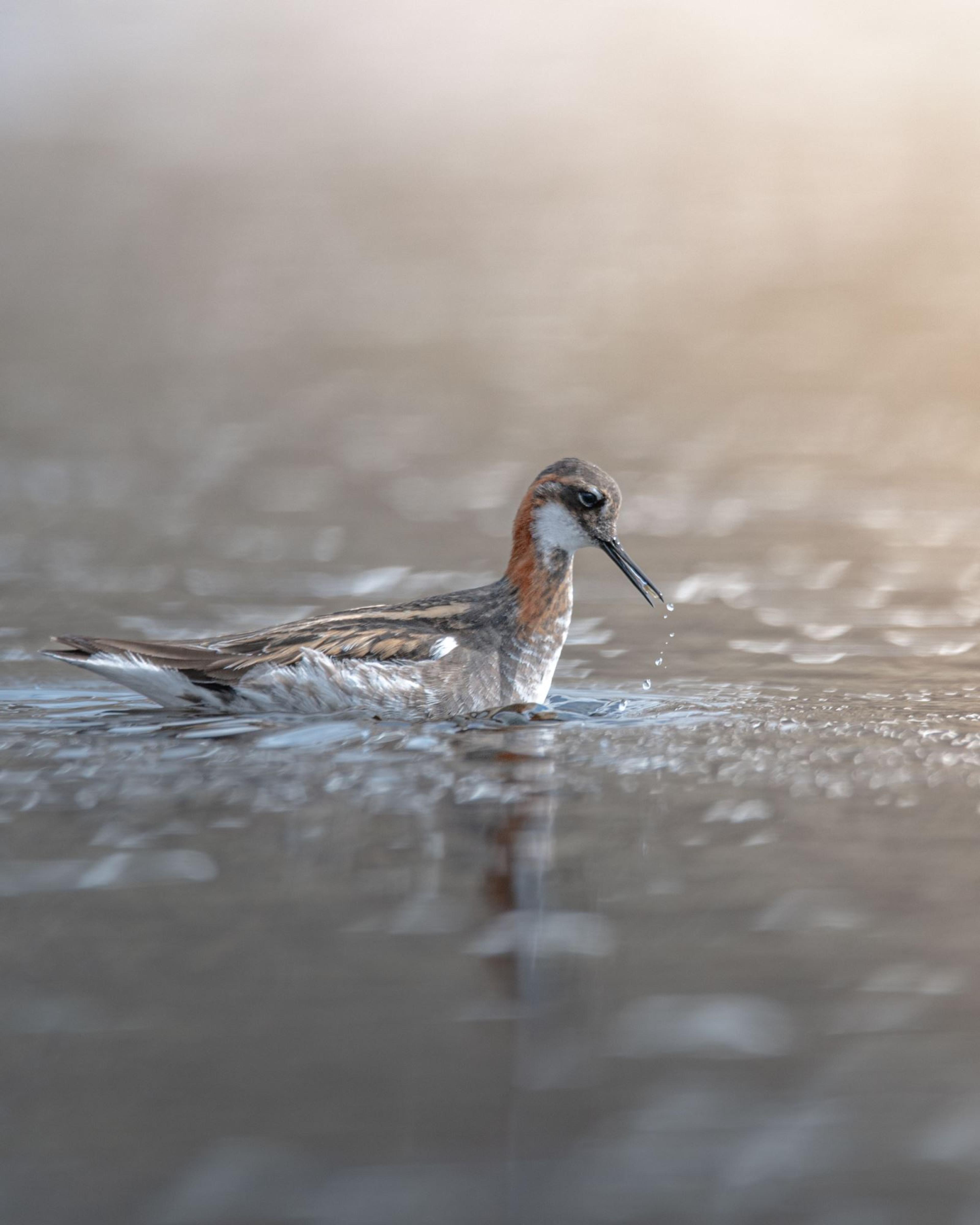 Bird watching with guide