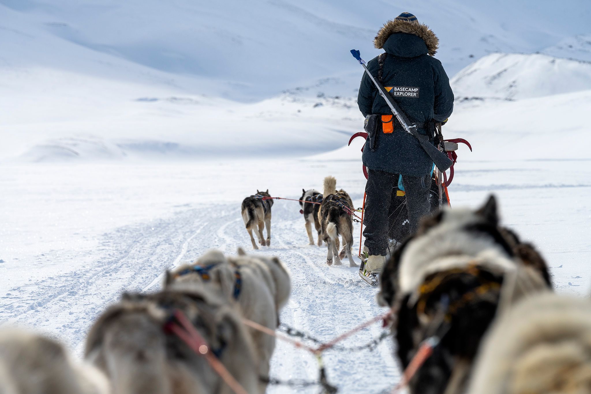 A guide seen from behind with a gun on their back driving a sled dog team.