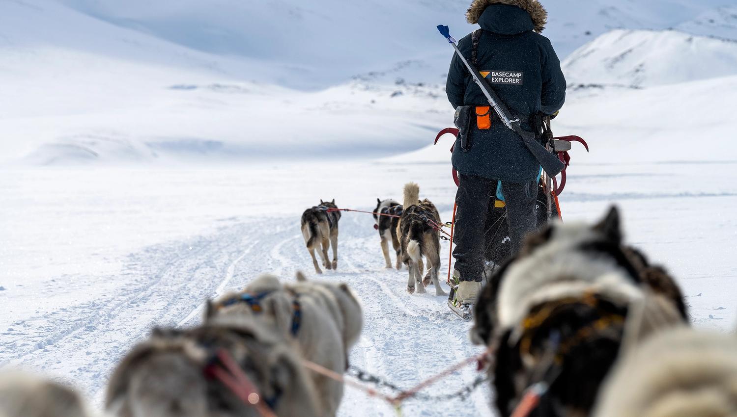 A guide seen from behind with a gun on their back driving a sled dog team.