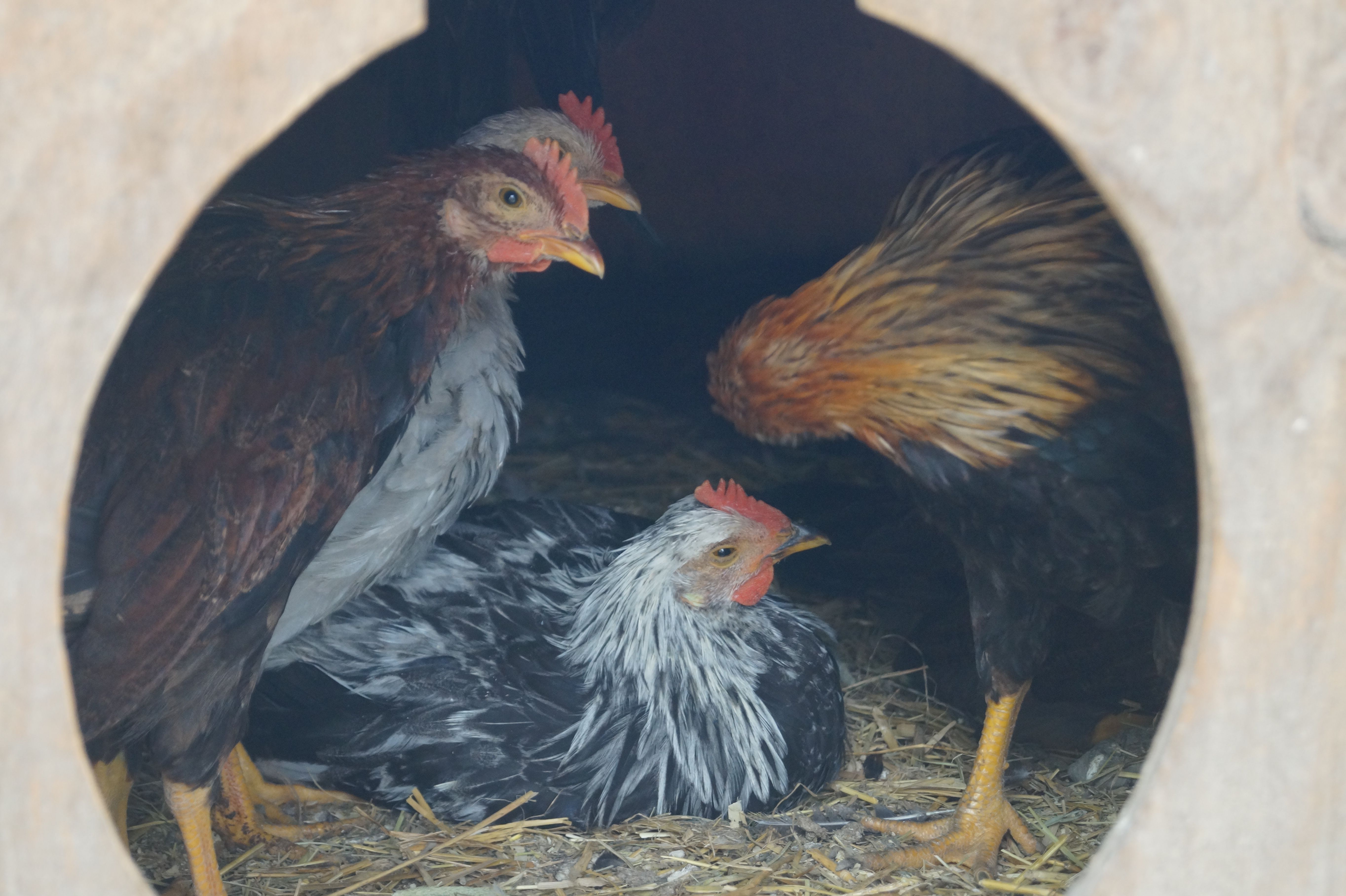 Three hens in a henhouse