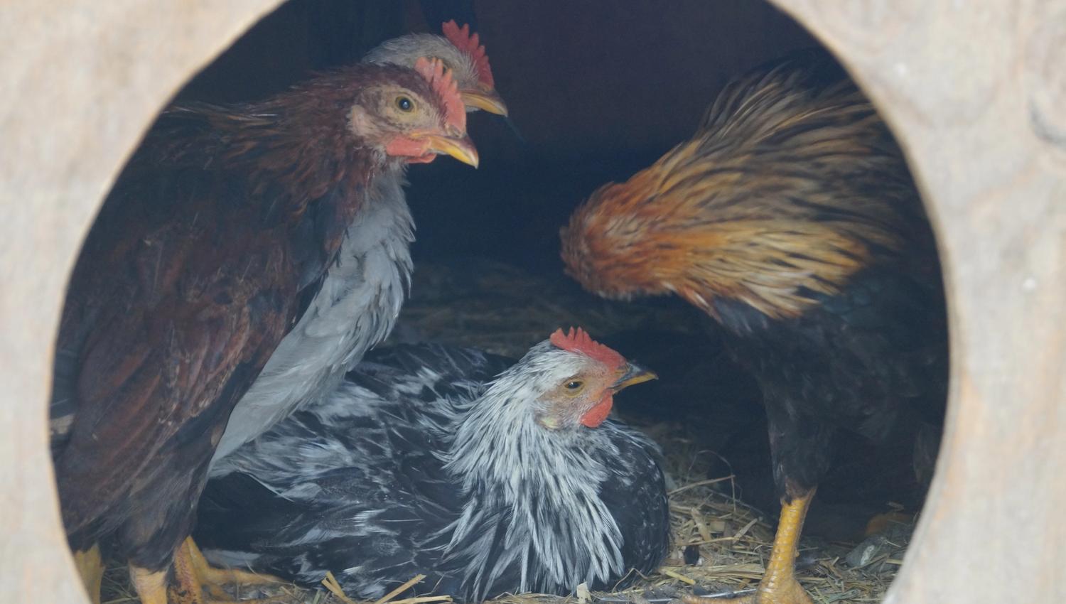 Three hens in a henhouse
