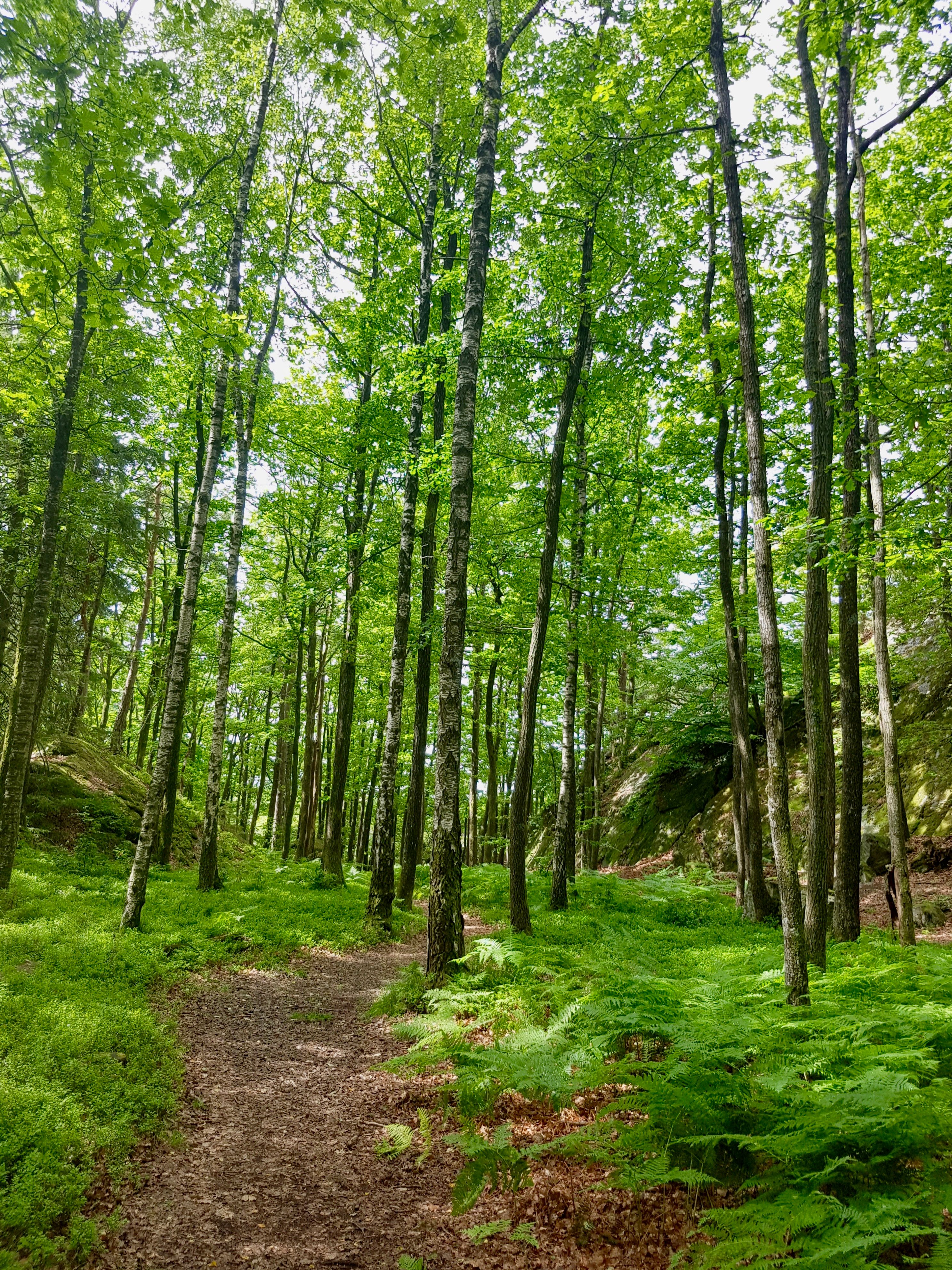 Løvskog på Skauerøya Lillesand