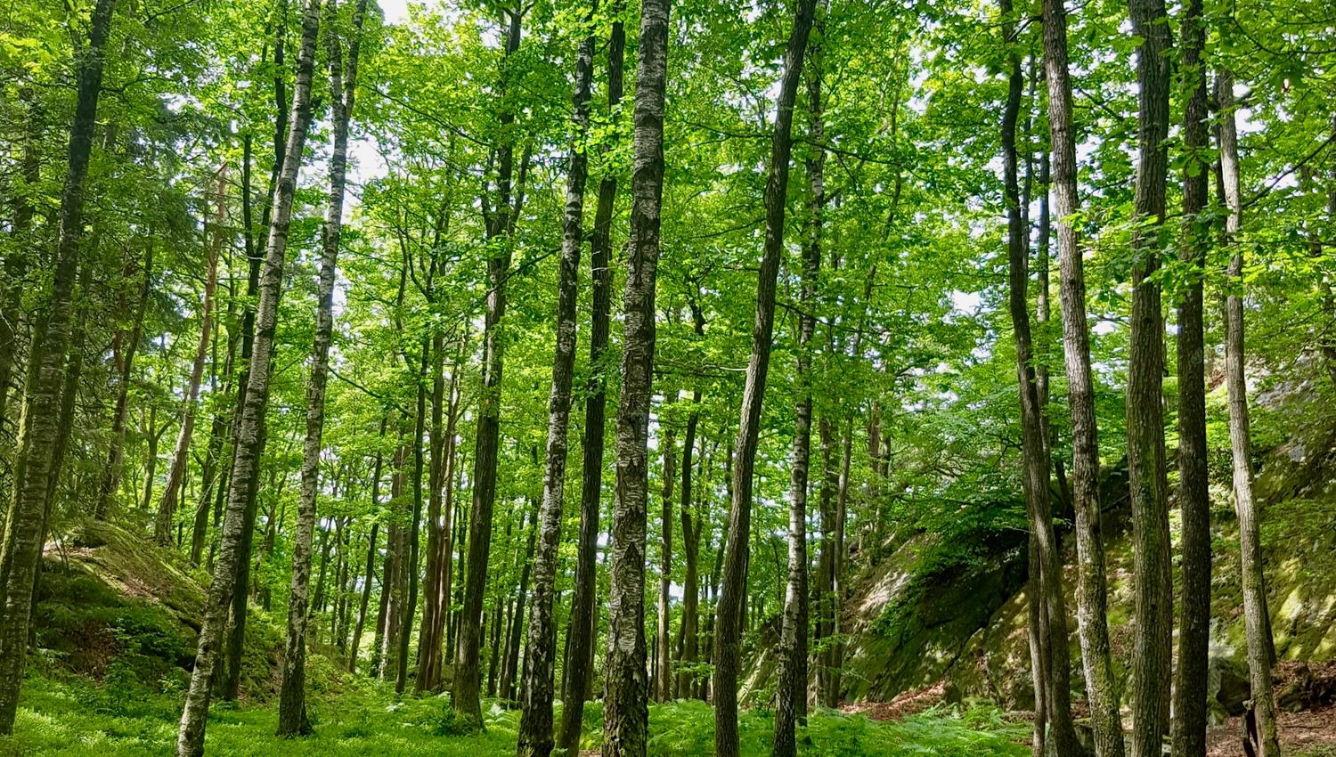 Løvskog på Skauerøya Lillesand