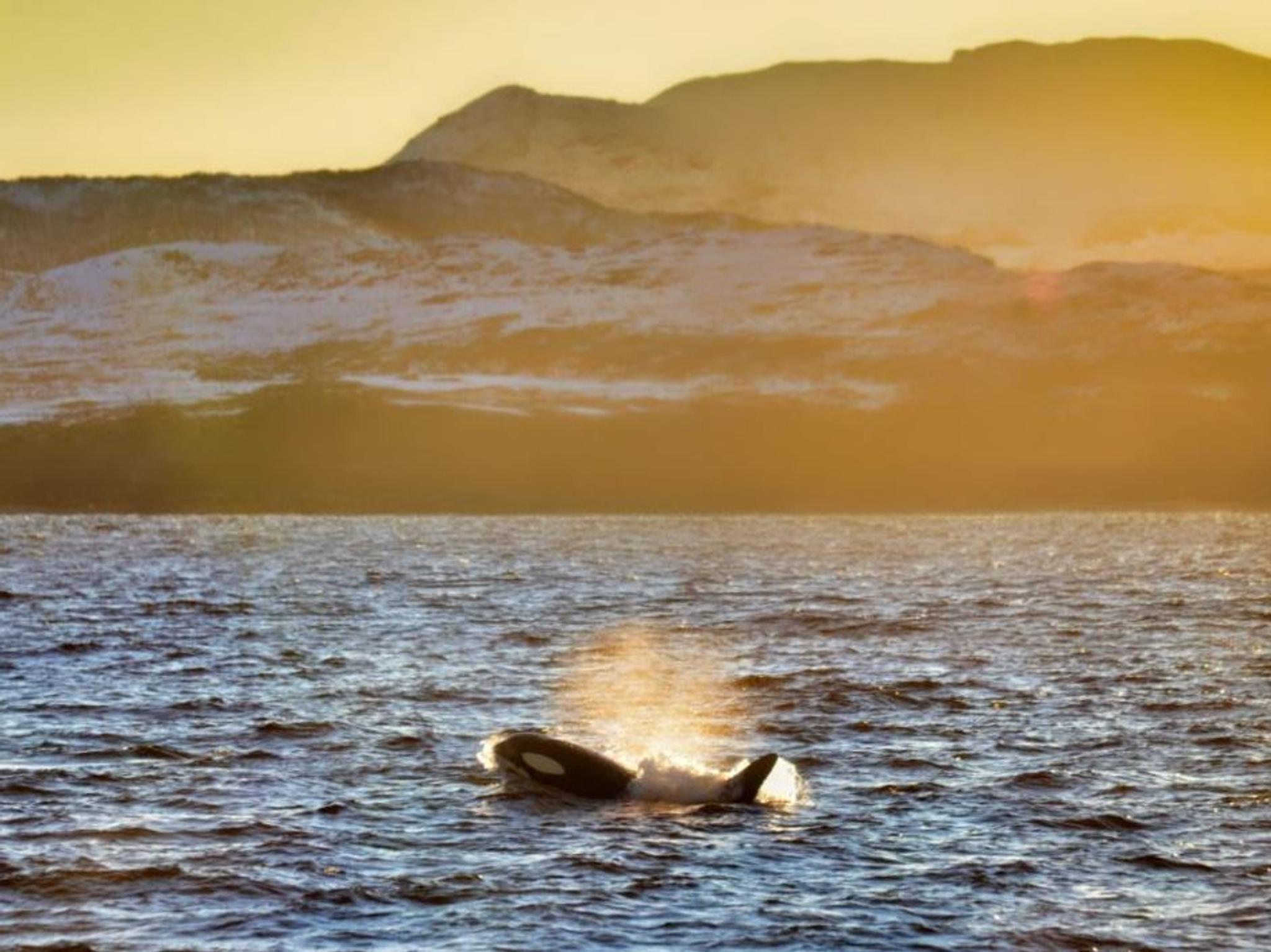 A whale in the sea