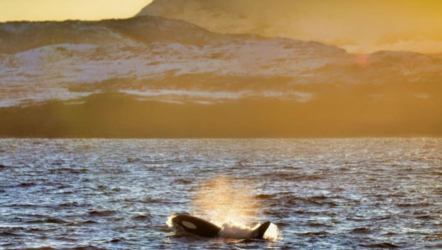 A whale in the sea
