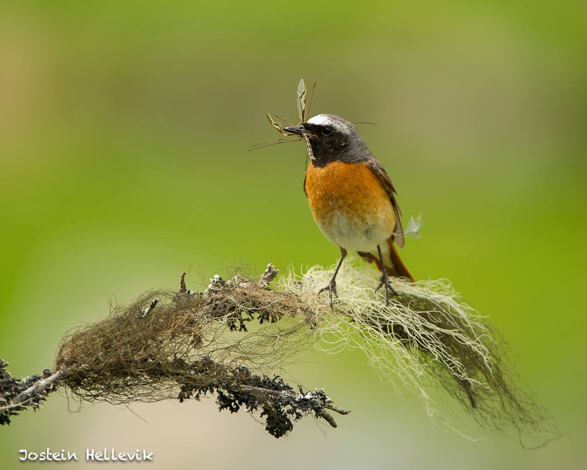 11411841_836908076404285_2020421589487558735_o