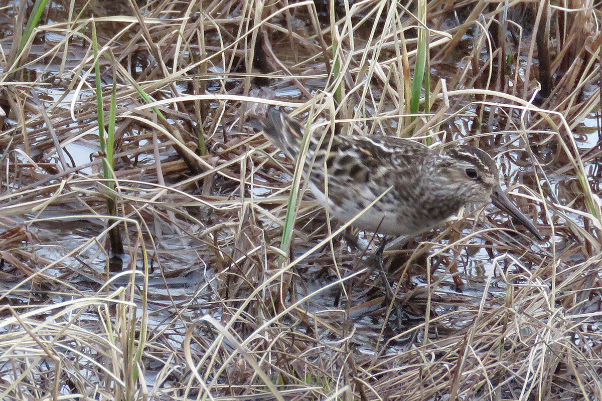 web_Fjellmyrløper_IMG_6133