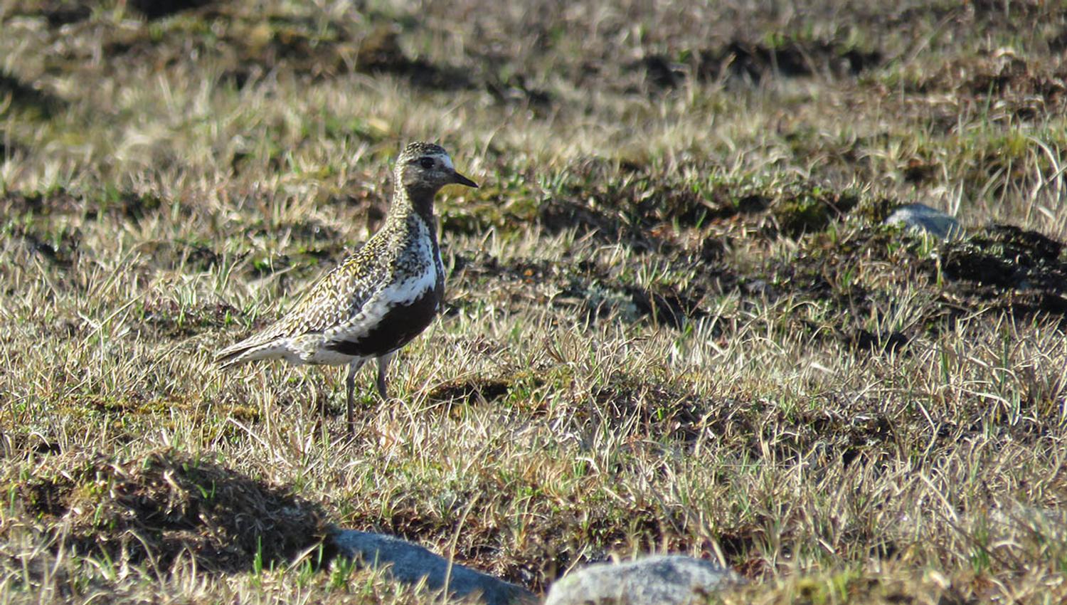 The European Golden Plover (Pluvialis apricaria) is a bird of the tundra. In Valdres it can be found i.e. on the high plateaus of Valdresflye and Slet