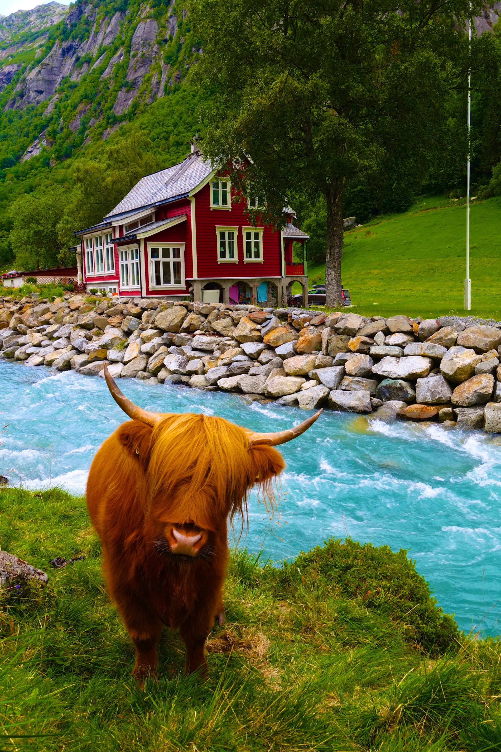 Oransje skotske høylandsfe kikkar på fotografen ved sida av ei isklar blå elv