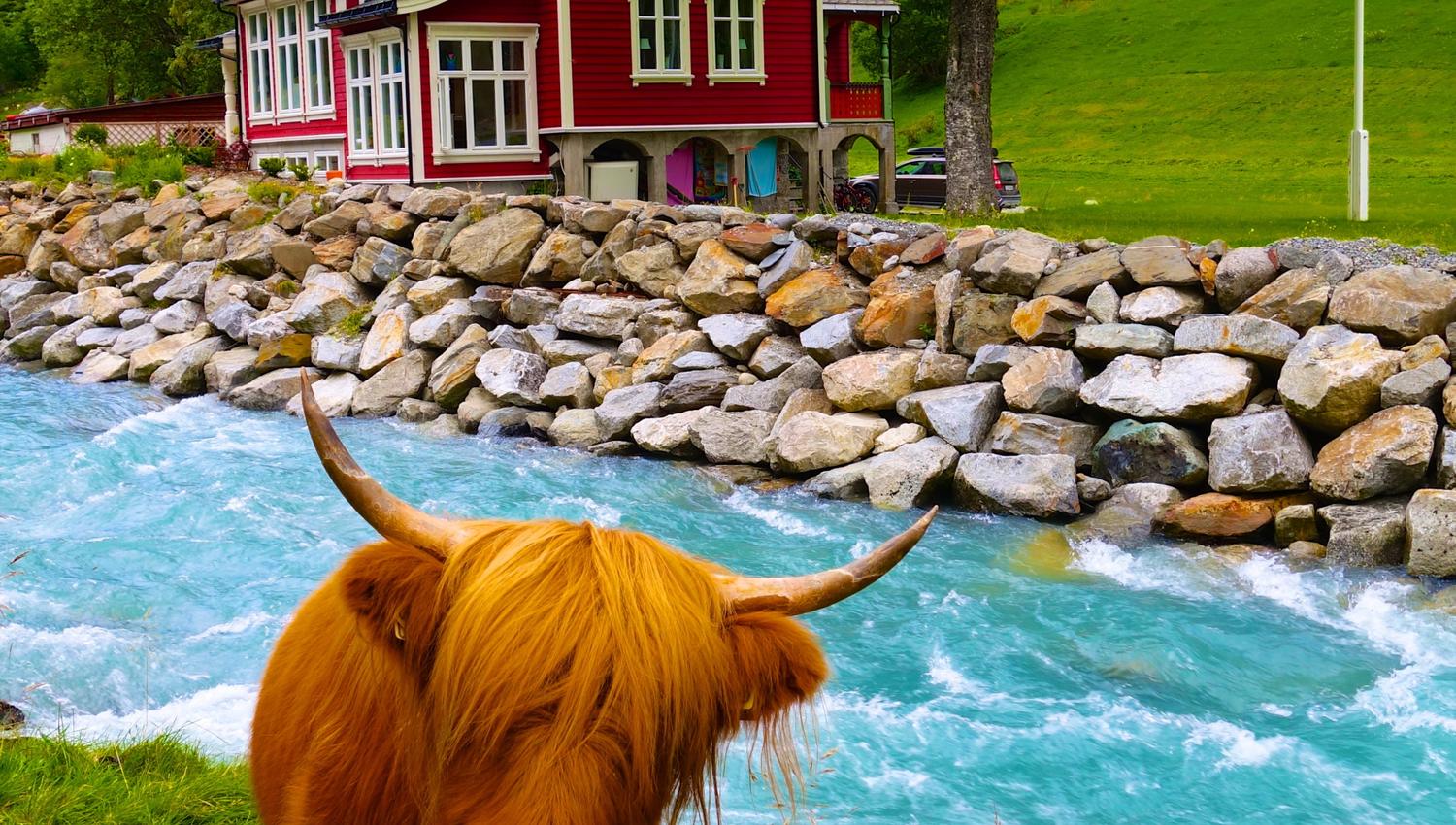 Oransje skotske høylandsfe kikkar på fotografen ved sida av ei isklar blå elv