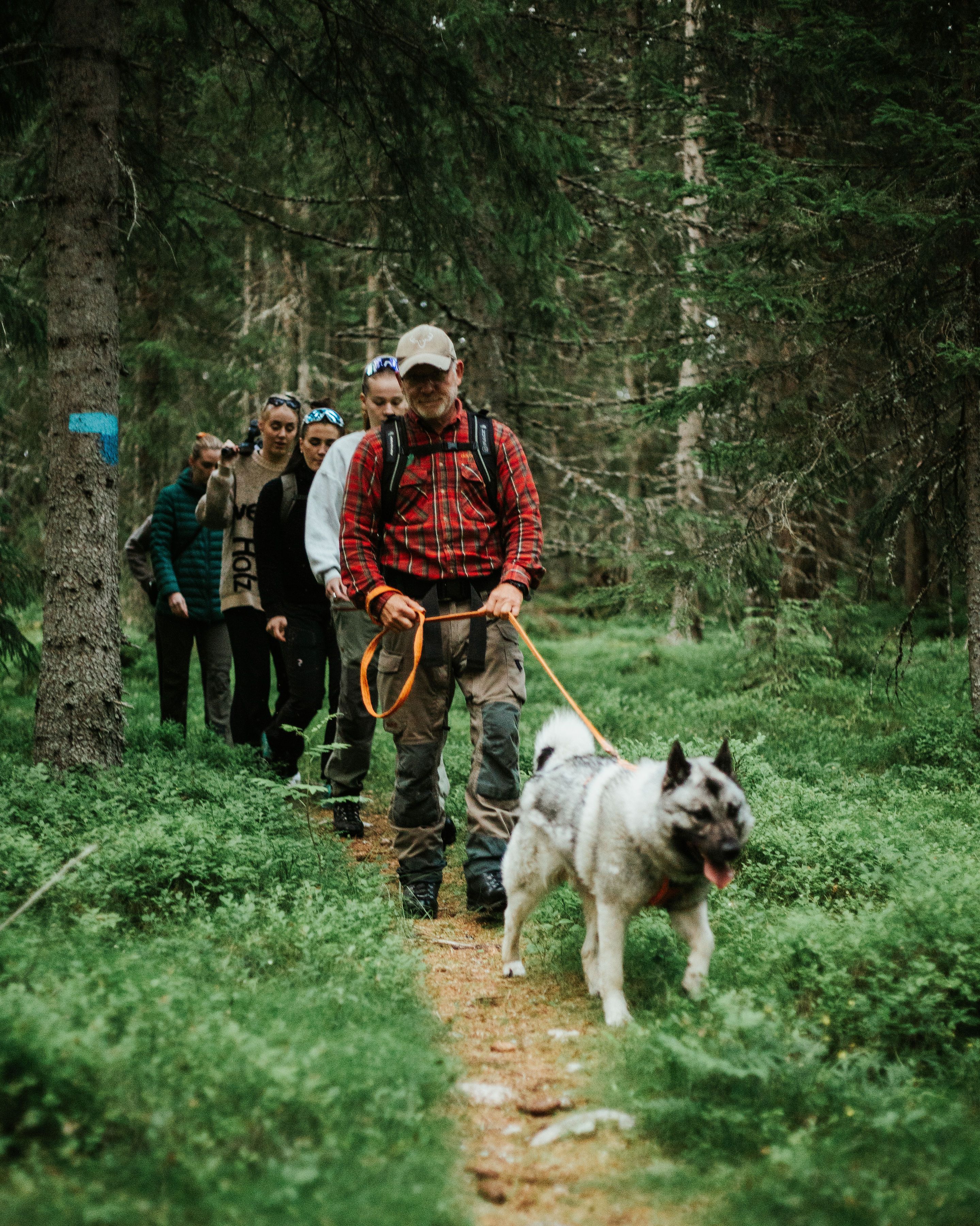 Elgsafari med guide og hund i Finnskogen
