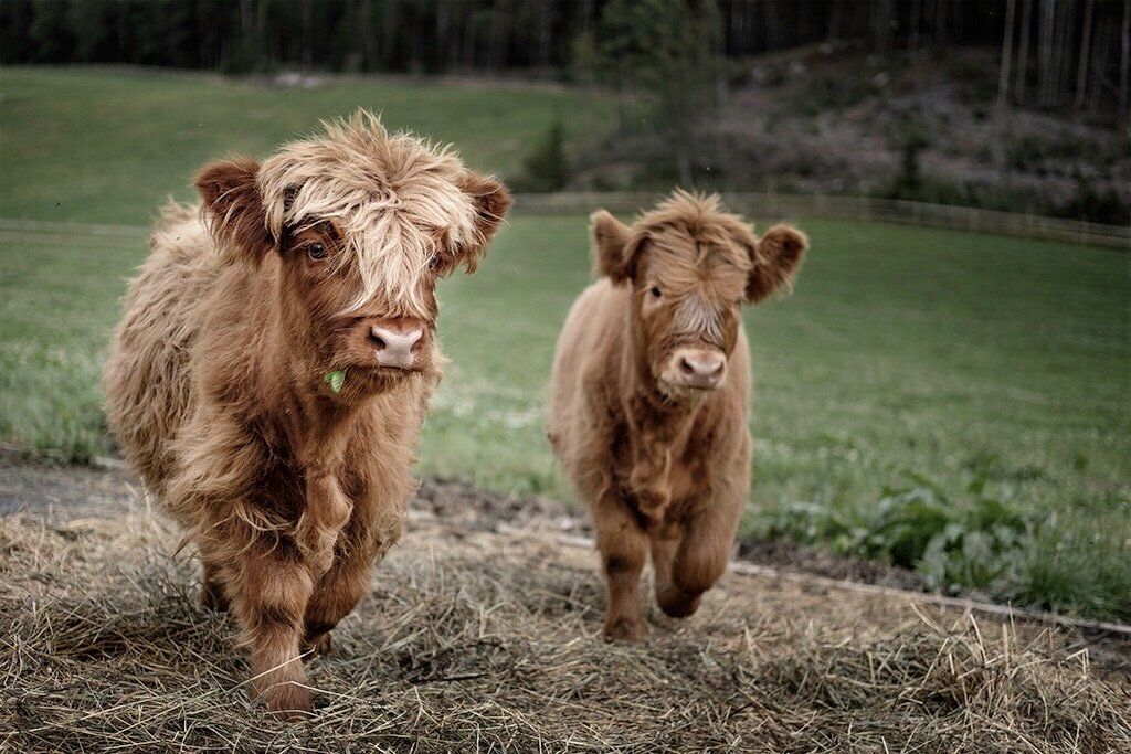 Two scottish highland cattle