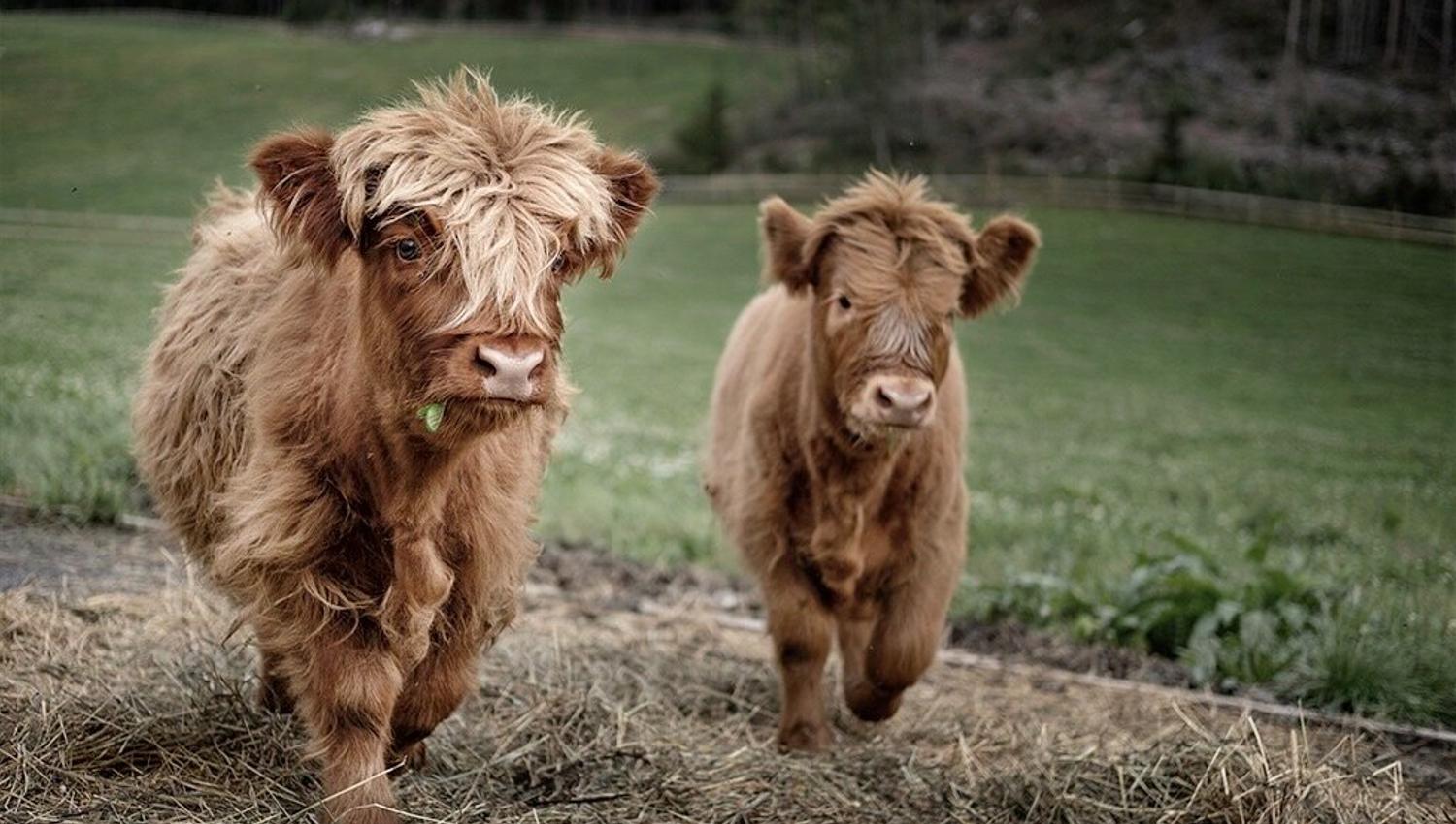 Two scottish highland cattle