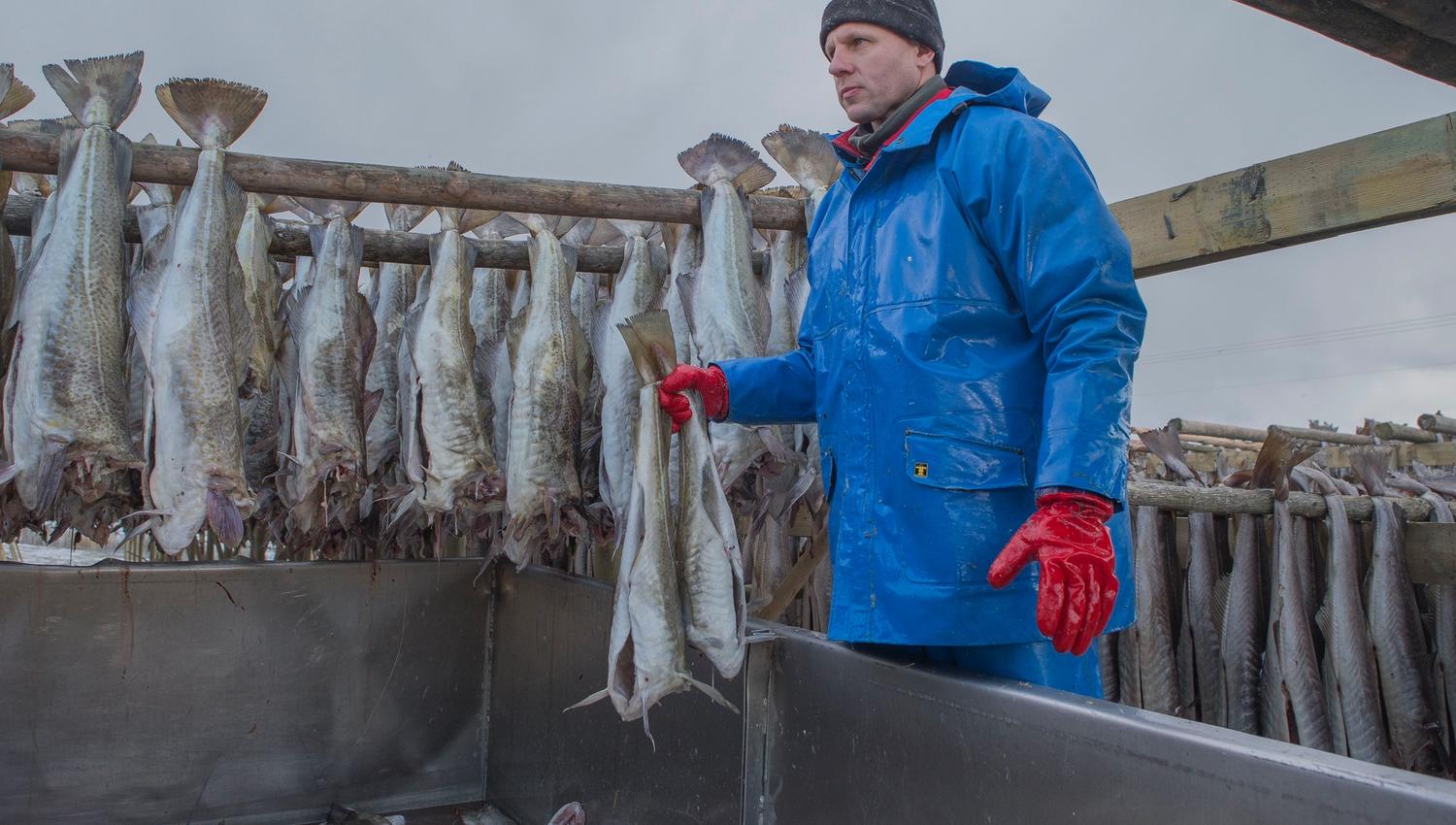 Fisken henges på hjell