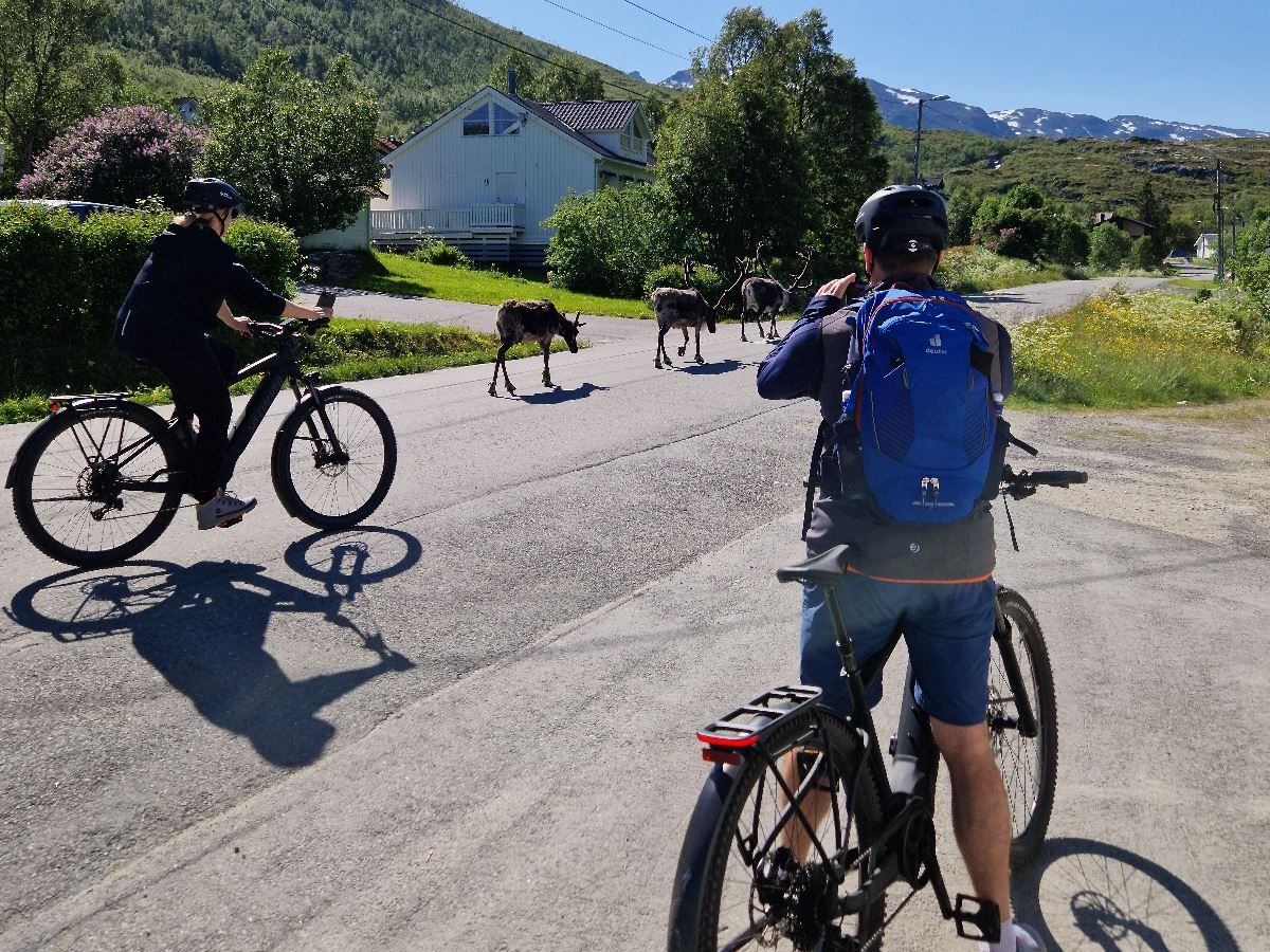 Two people on bikes taking photos of reindeers
