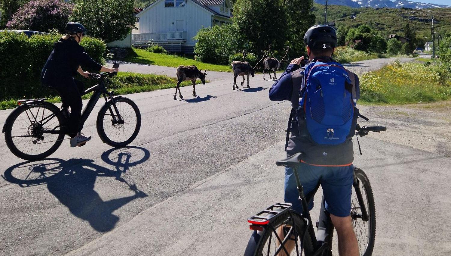 Two people on bikes taking photos of reindeers