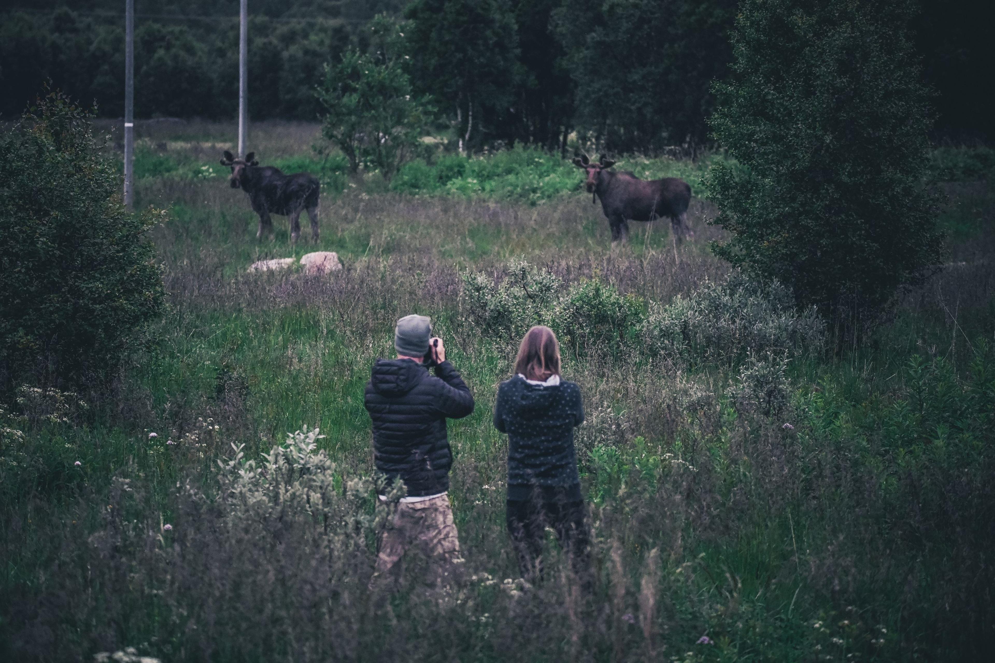 Moose safari - Vesterålen Tours