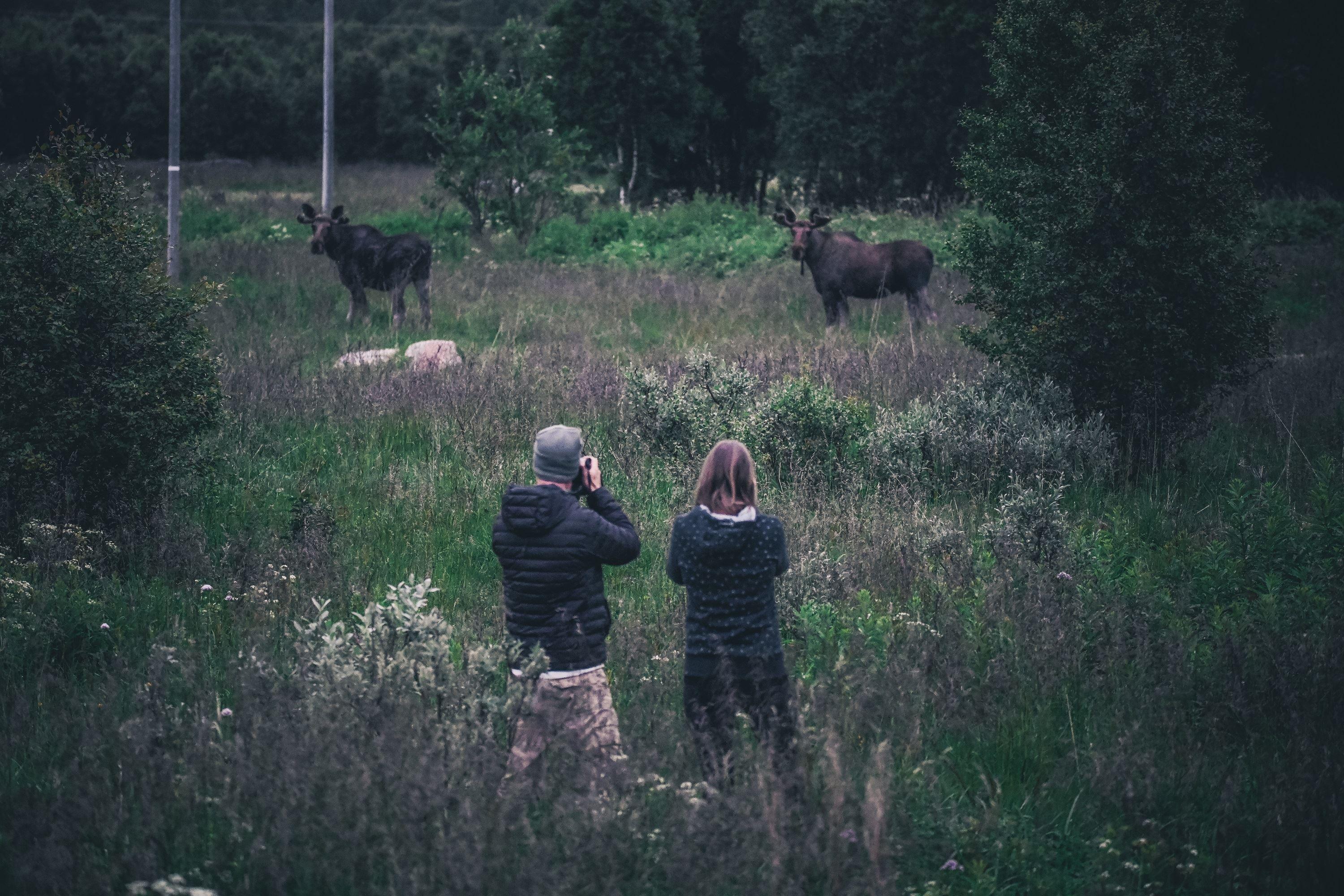 Moose safari - Vesterålen Tours