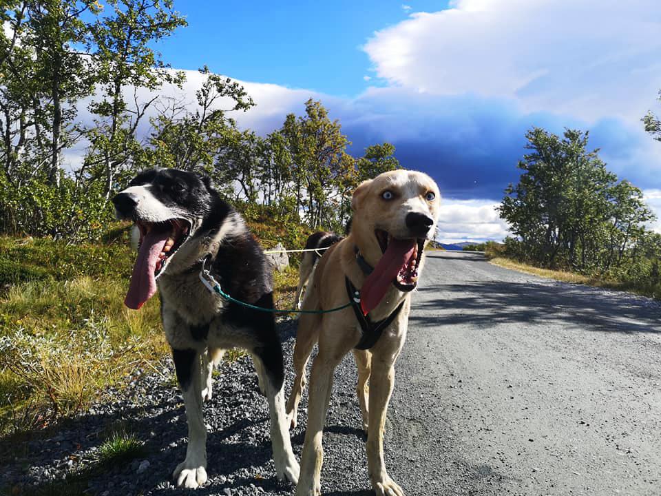 2 hunder fra Telemark Husky