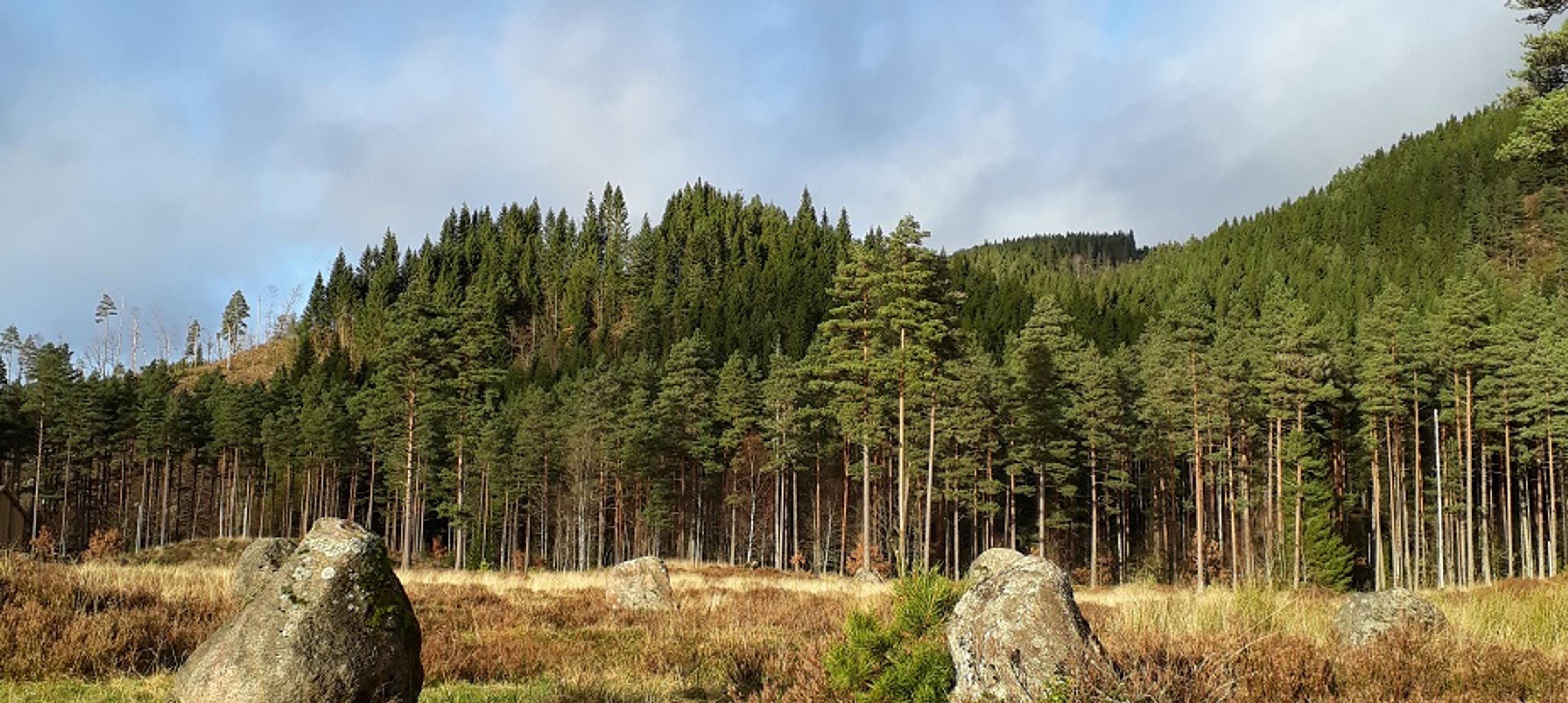 Tingvatn fornminnefeltet