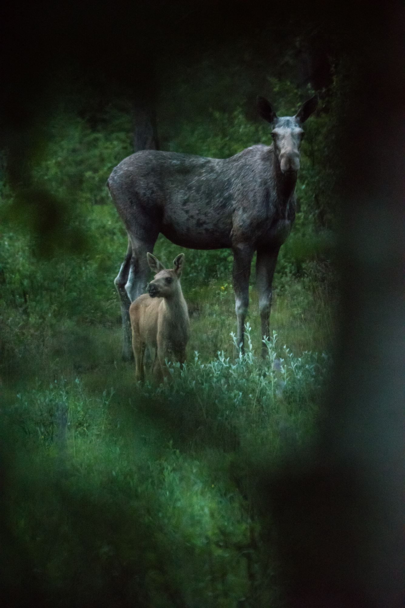 Elgsafari: Møt skogens konge!