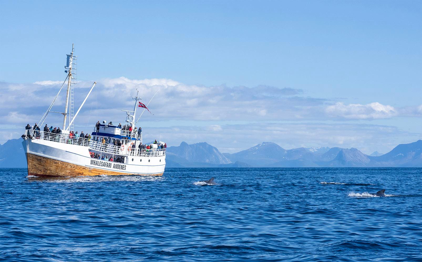 Hvalsafari med stor tradisjonell båt – Whale2Sea Whalesafari