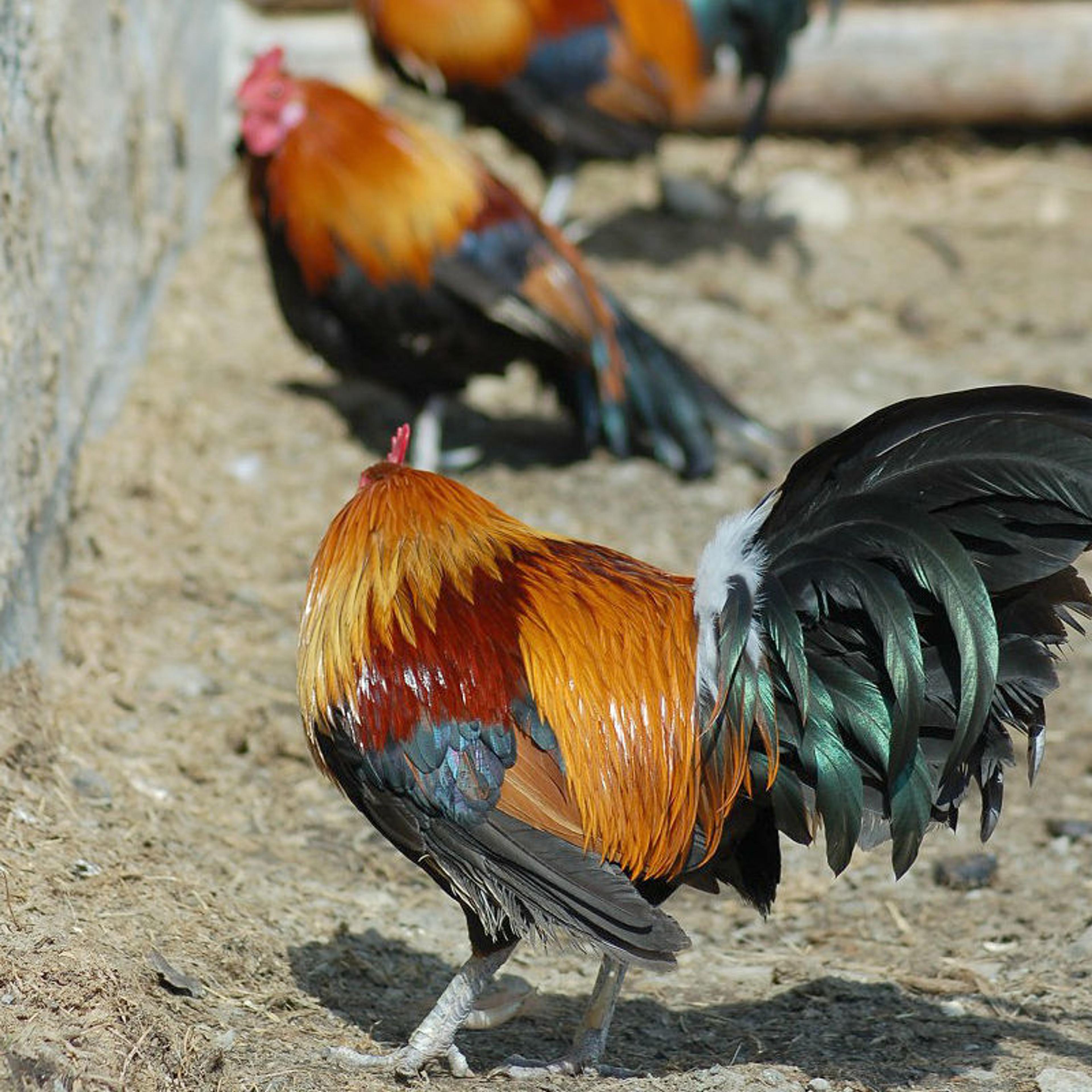 Langedrag Wildlife park