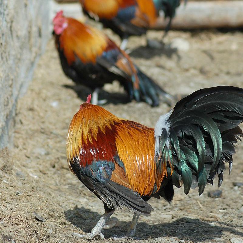 Langedrag Wildlife park