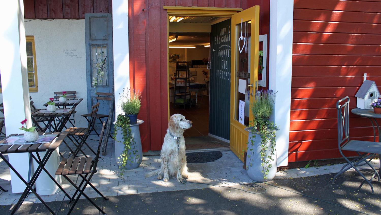 Hund foran inngang