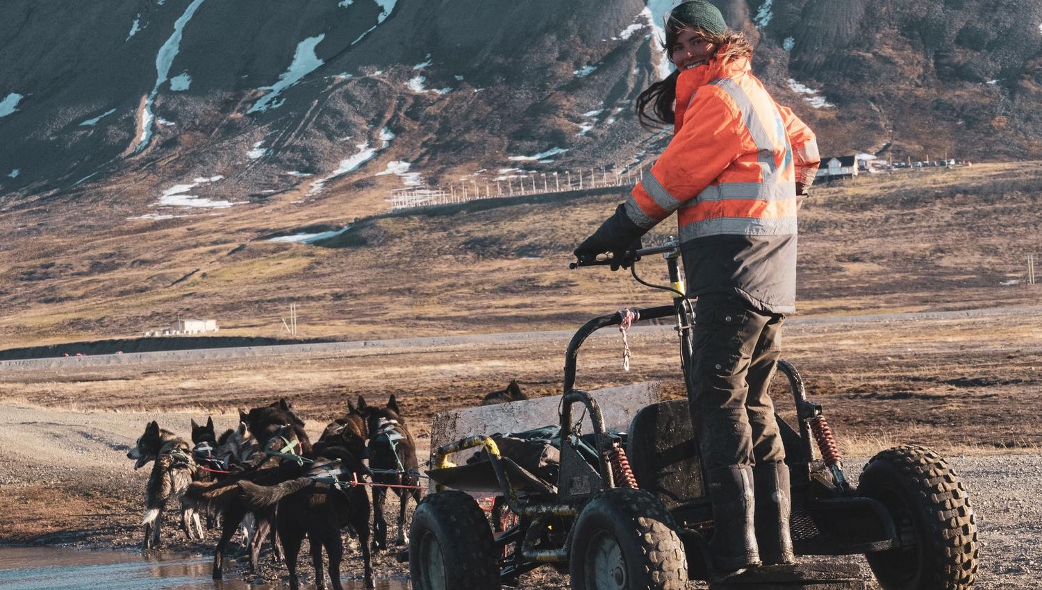 A guide standing on a dog wagon while the dogs are cooling down in a puddle of water