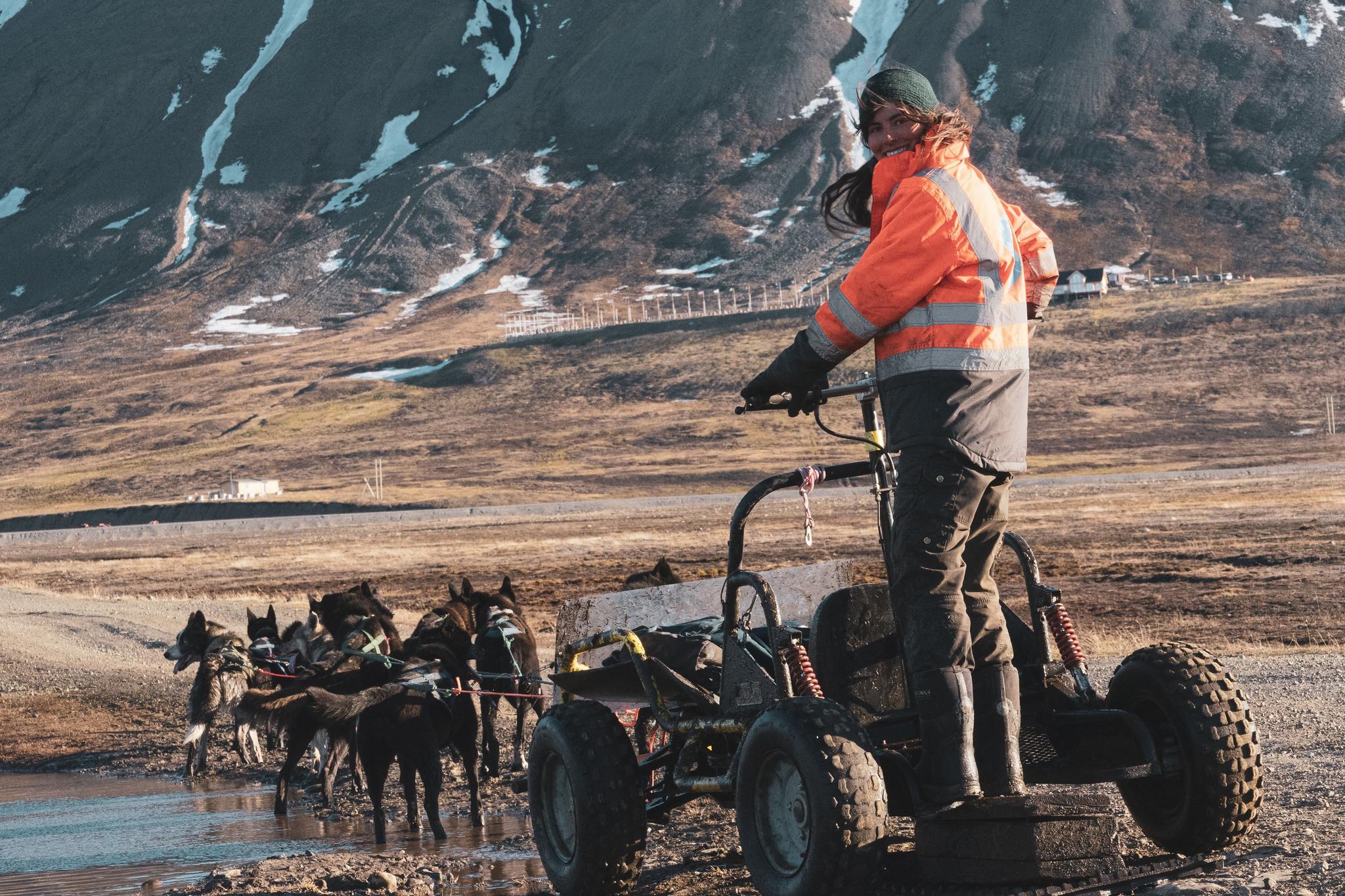 A guide standing on a dog wagon while the dogs are cooling down in a puddle of water
