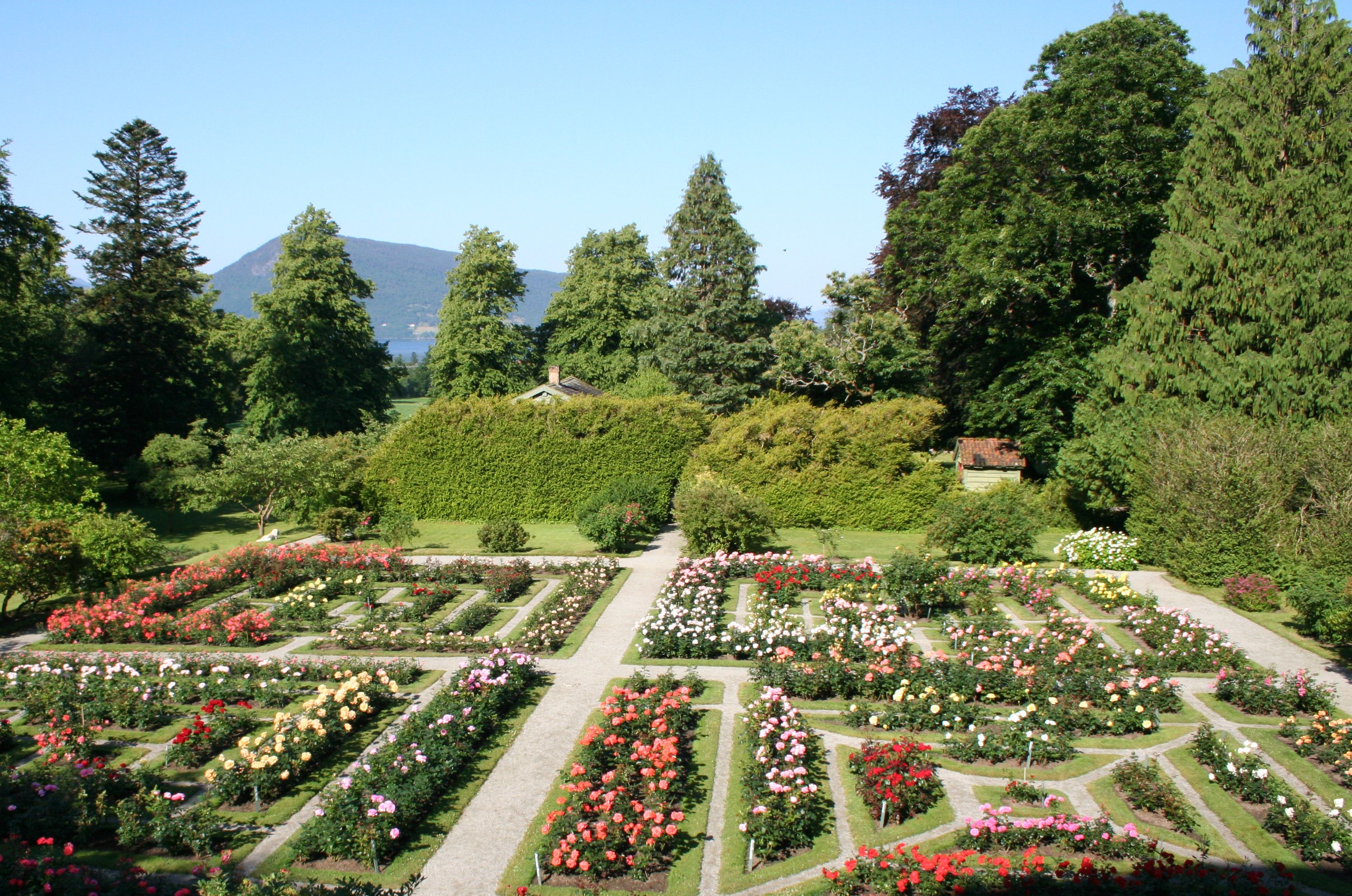 Rosehagen ved Baroniet i Rosendal med sirleg planta bed og vakre roser i full blomst.