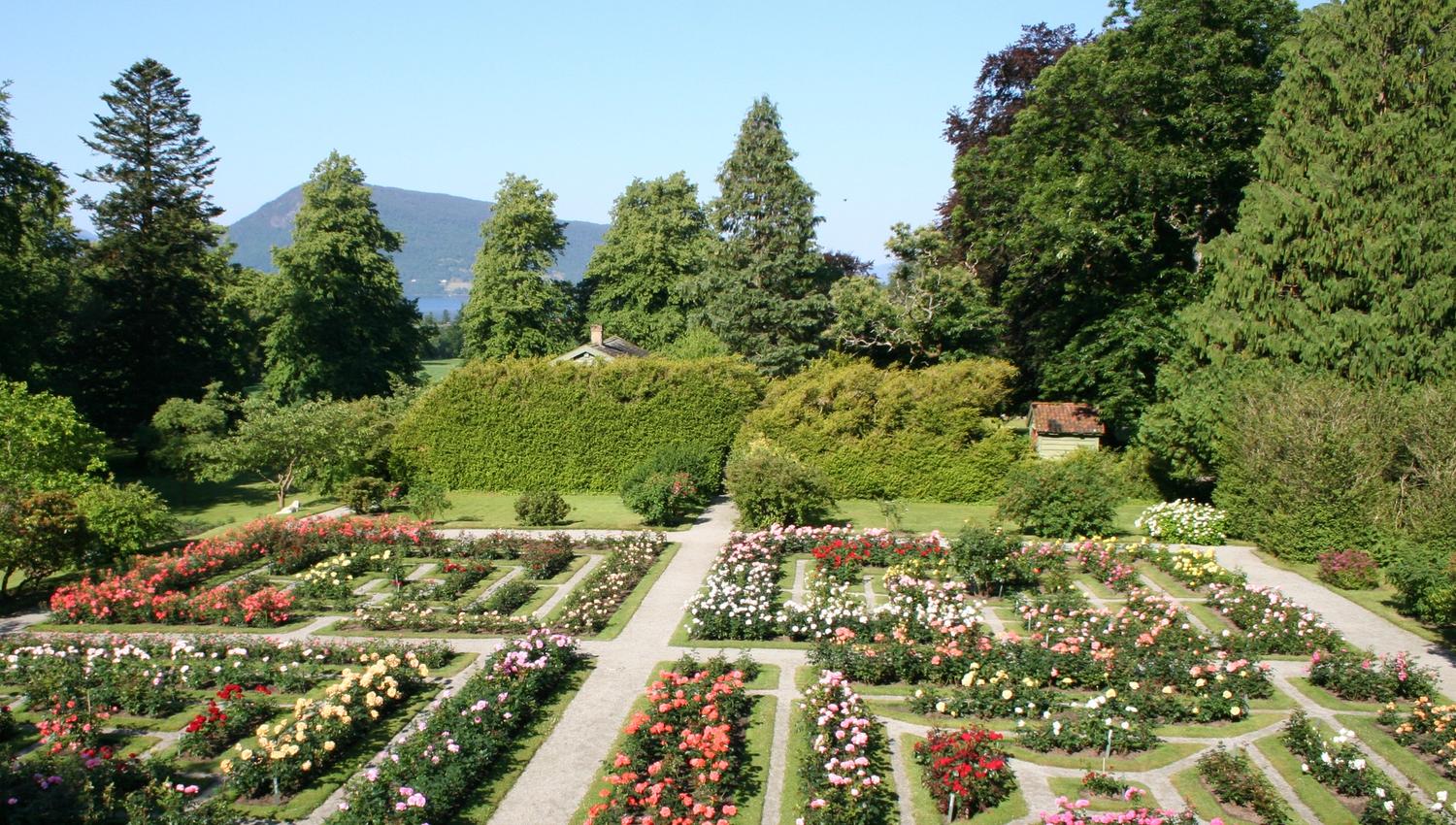 Rosehagen ved Baroniet i Rosendal med sirleg planta bed og vakre roser i full blomst.