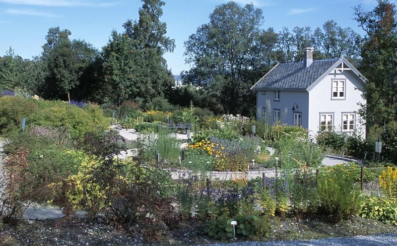 Tromsø arktisk-alpine botanisk hage 