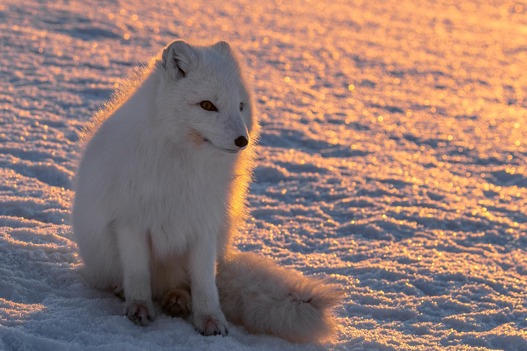 Arctic fox in winter fur, sitting on the snow in sunlight