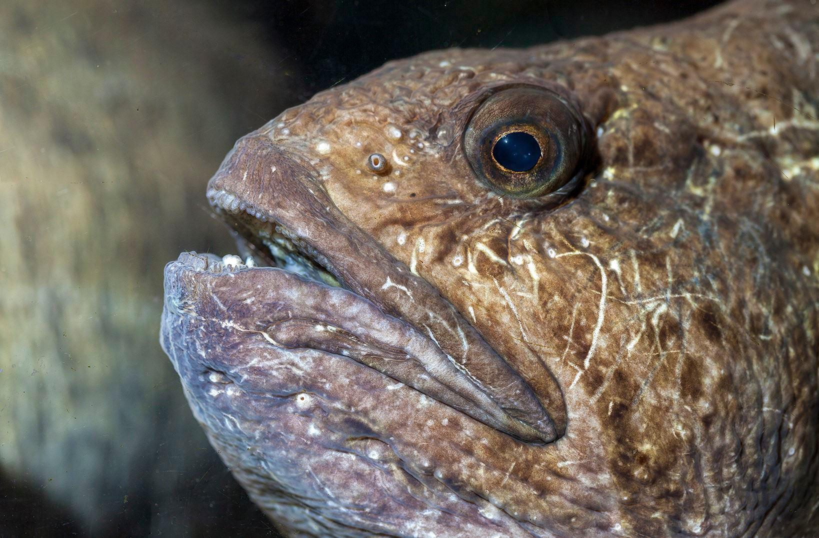 The Lofoten Aquarium