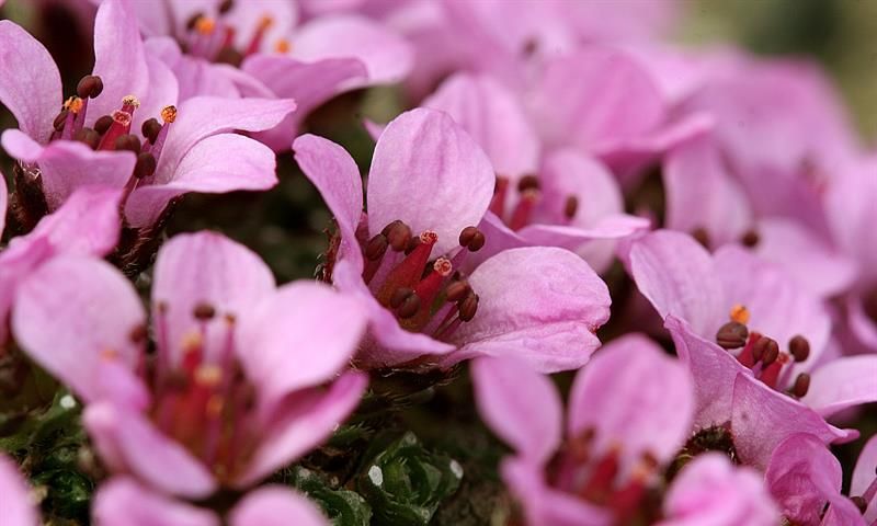 Rødsildre/Saxifraga oppositifolia