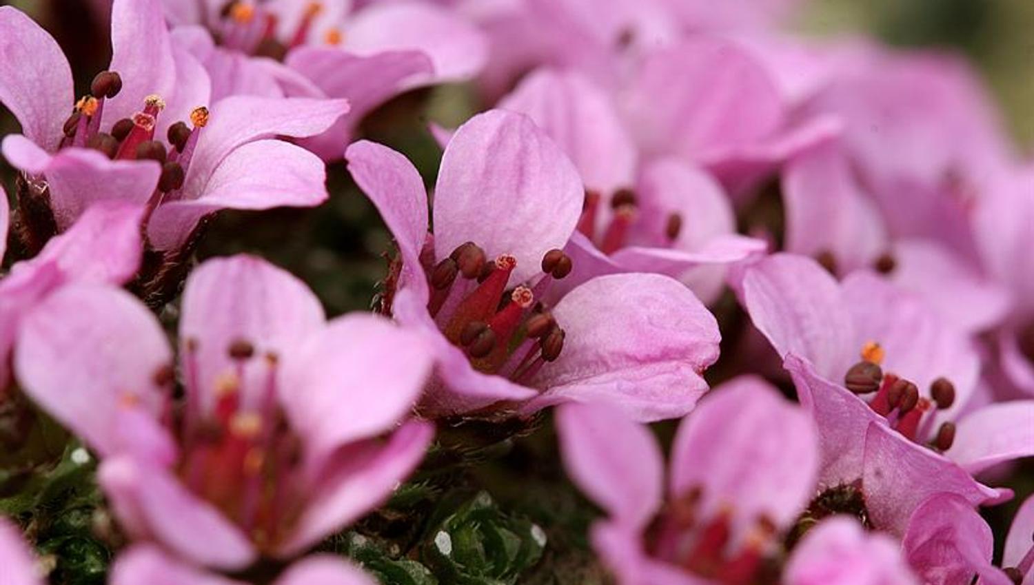 Rødsildre/Saxifraga oppositifolia