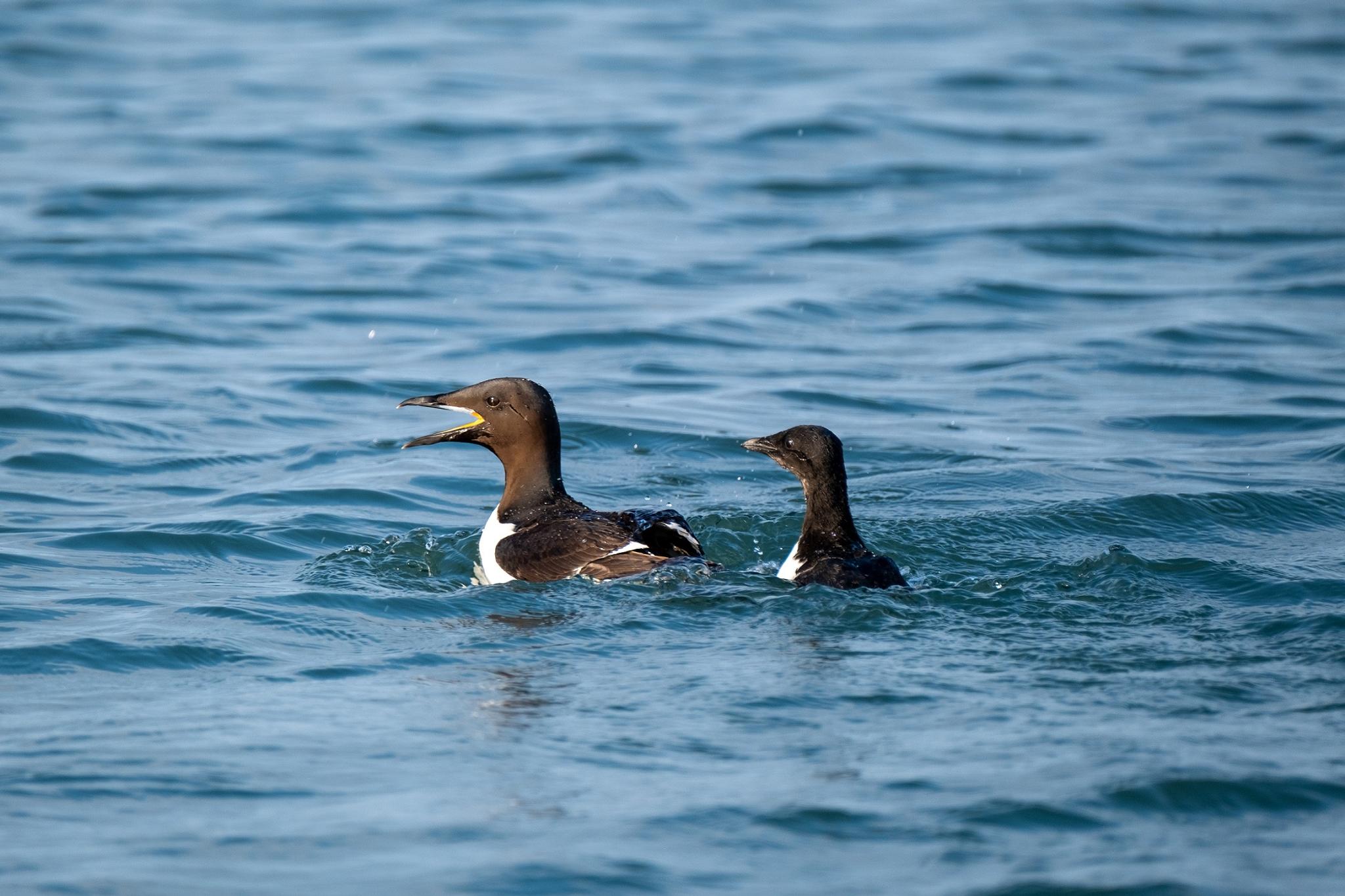 To fugler som svømmer i en fjord