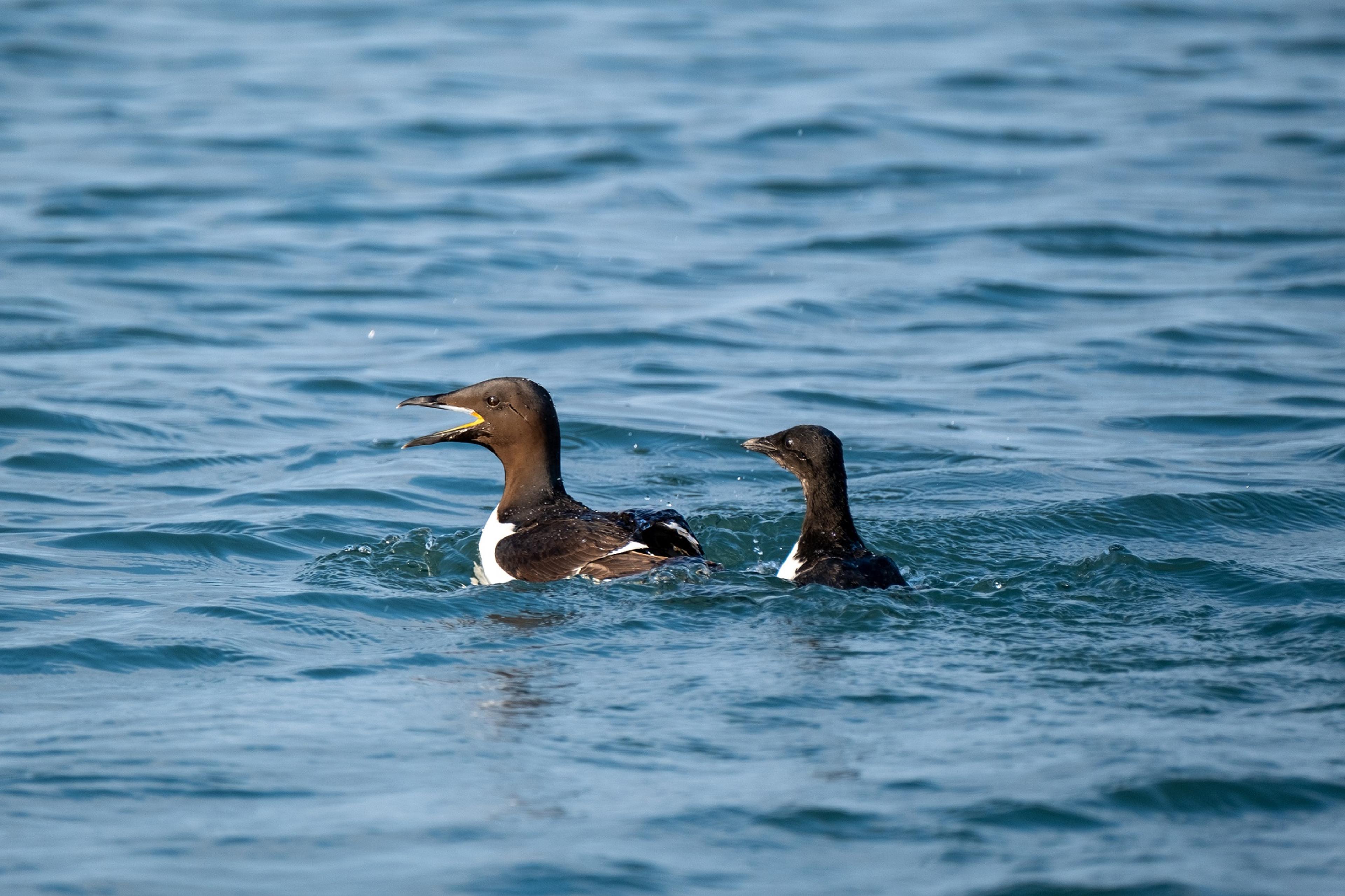 To fugler som svømmer i en fjord