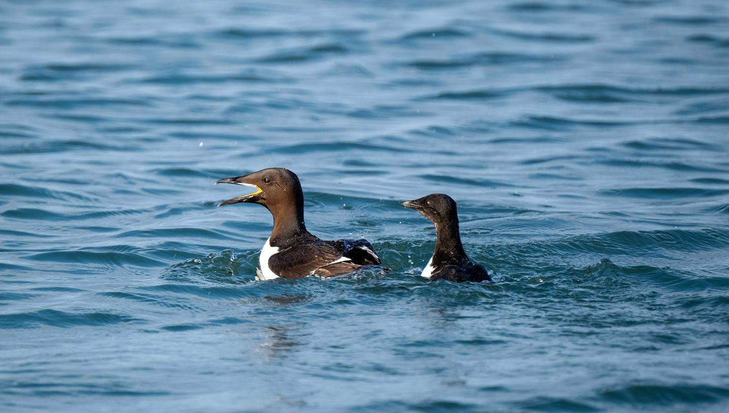 Two birds swimming in a fjord